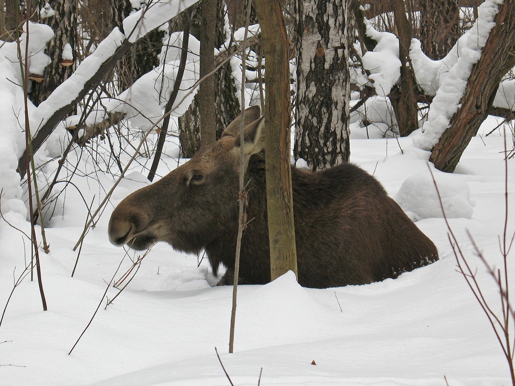 Elk kışın fotoğrafı