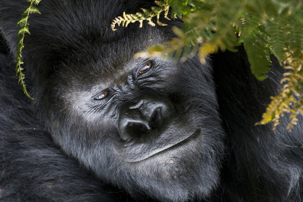 Gorilla pense