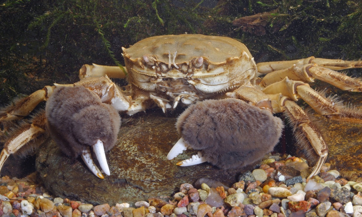Crabe chinois à mitaines (Eriocheir sinensis)