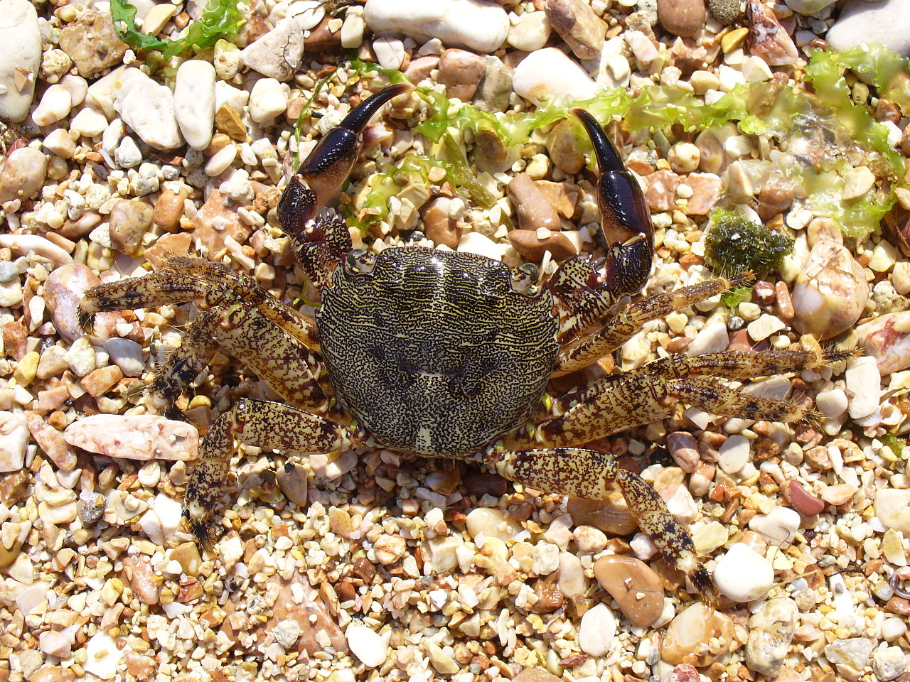 Crabi di marmi (Pachygrapsus marmoratus)