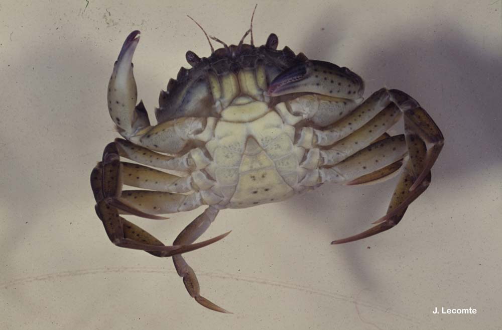 Grab crab (Carcinus aestuarii)