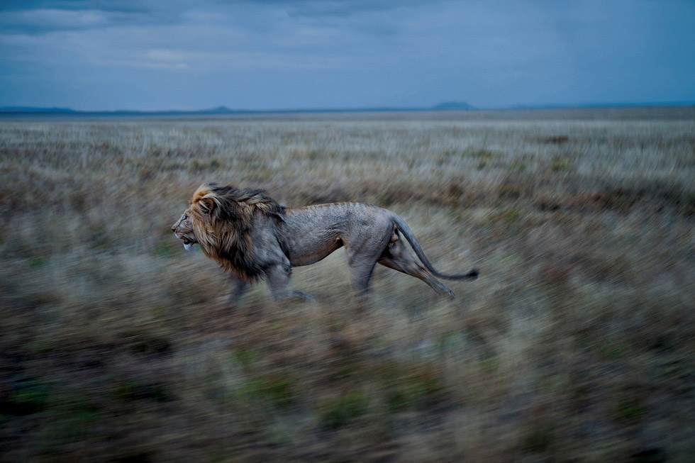 Foto de um leão