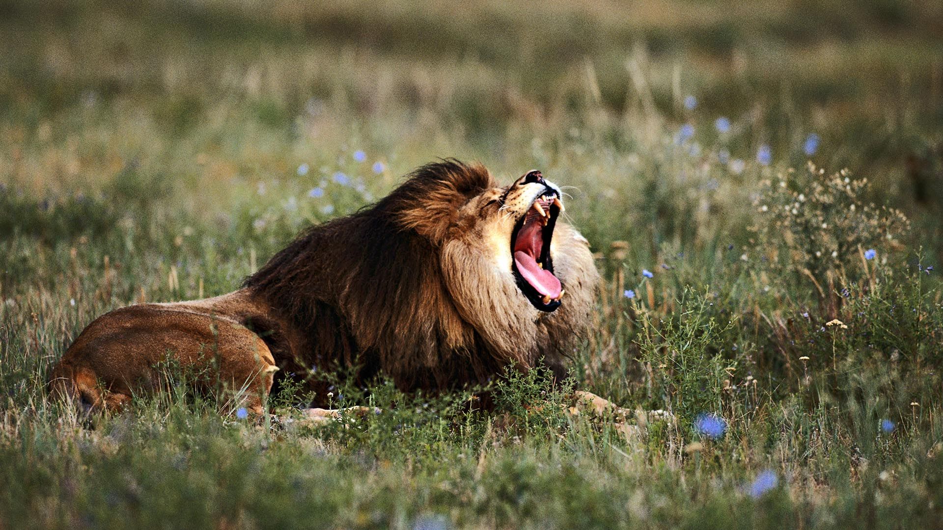 Foto di un leone