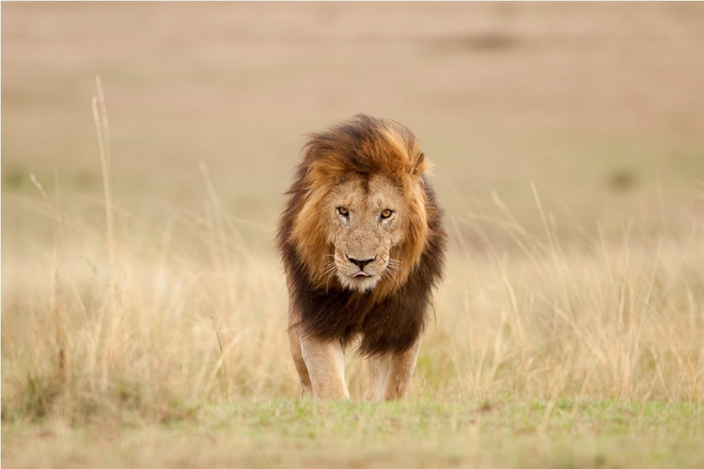 Foto av en løve