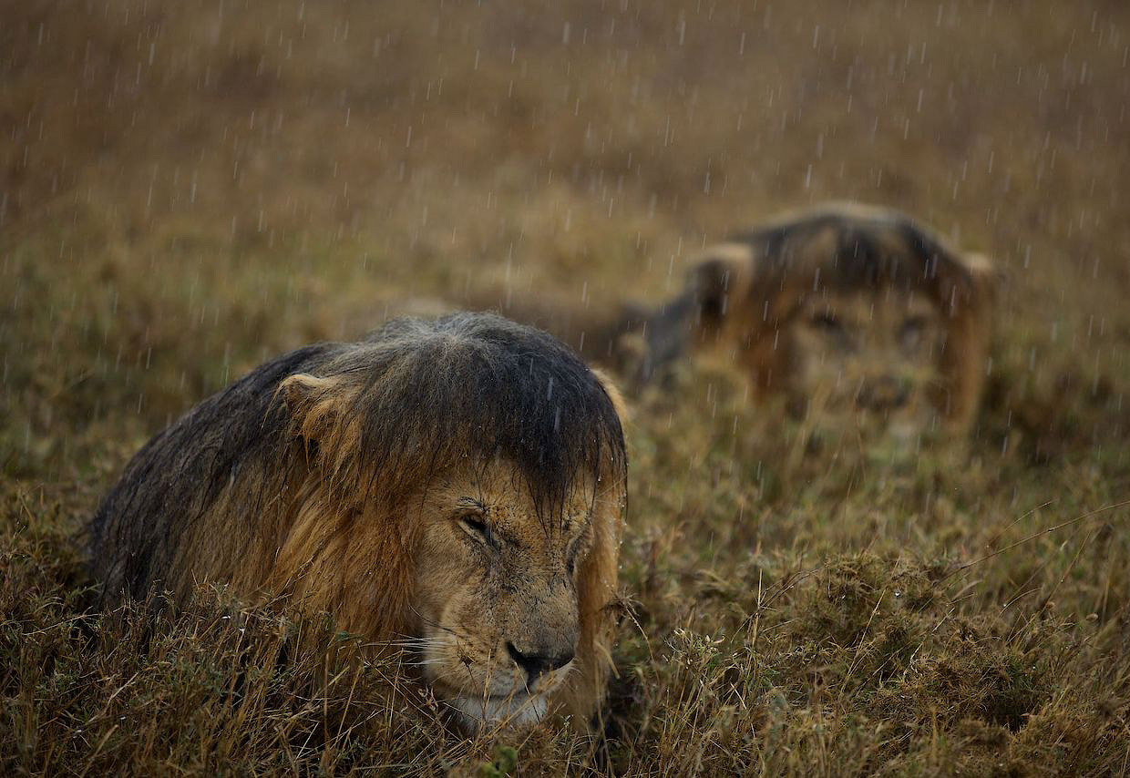 Wet lion