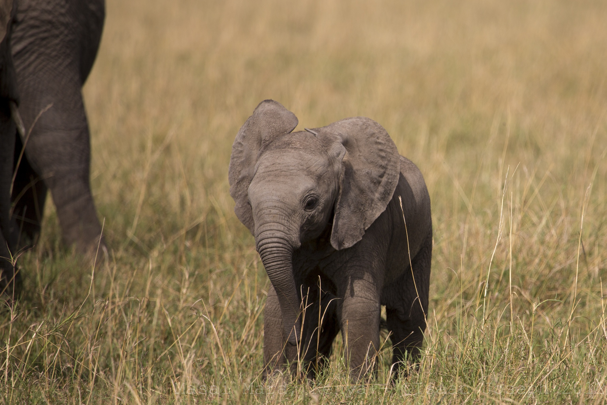 Baby elefant