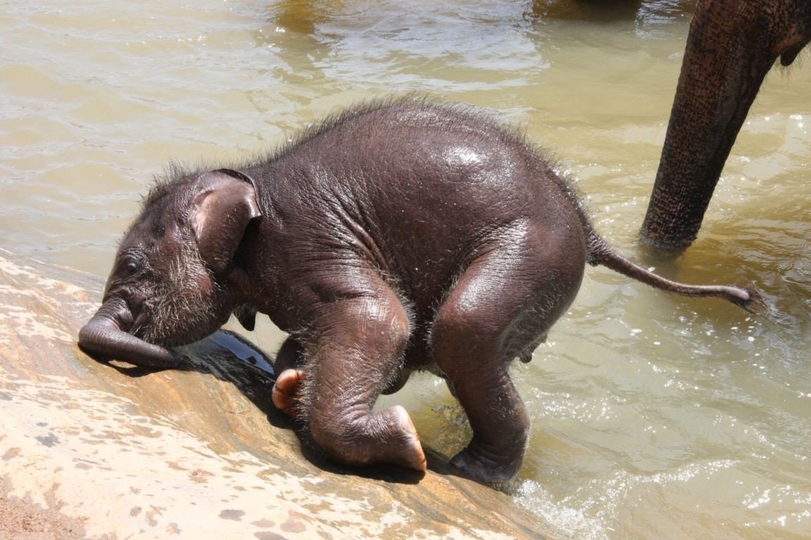 Bébé éléphant sur le rivage