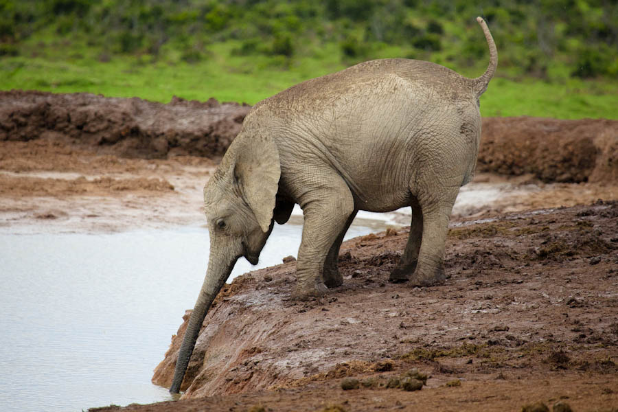Baba elefánt