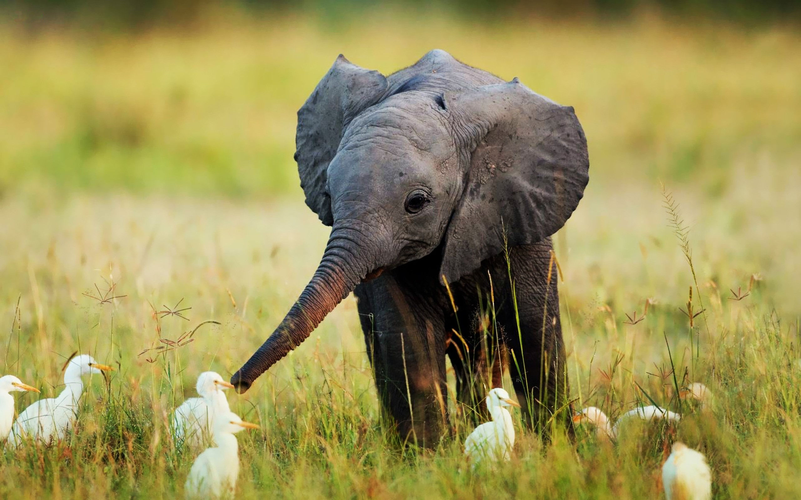 Baby elefante