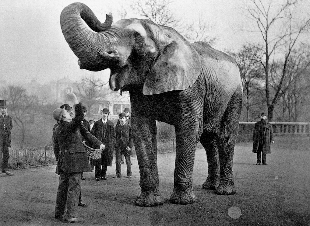Slon Jumbo in njegov upravitelj Matthew Scott