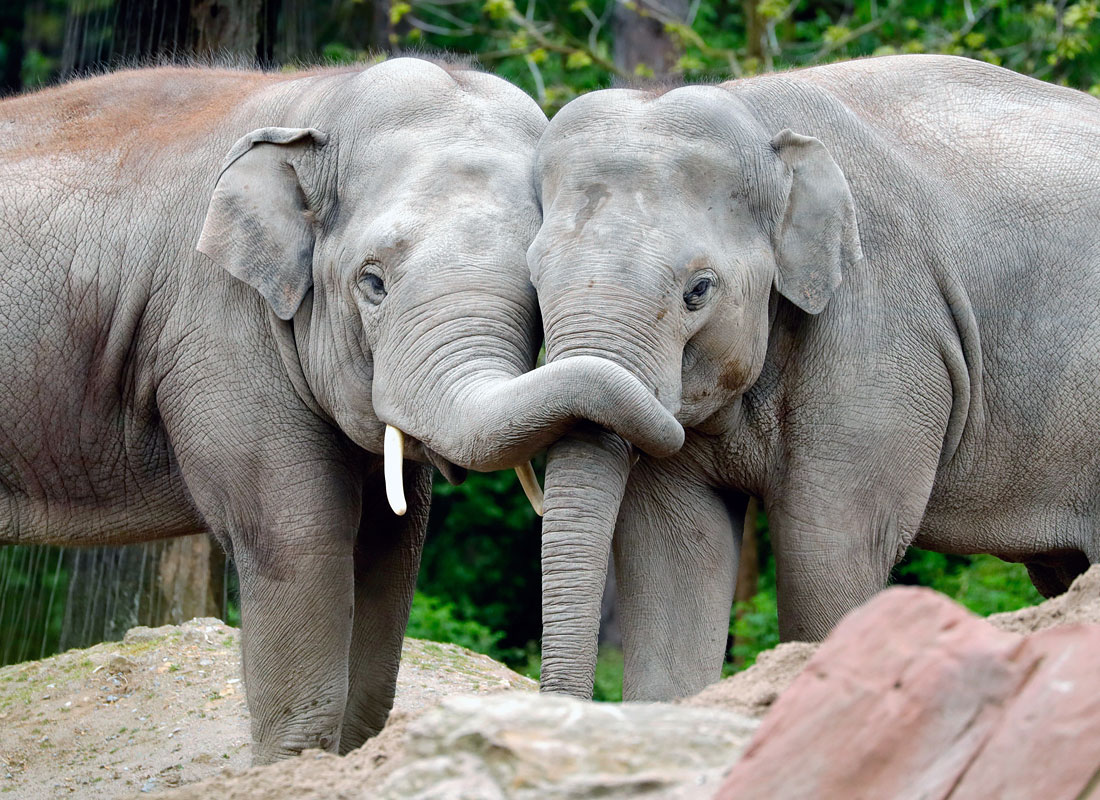 Elefante asiarrak Heidelbergeko zooan. Alemanian
