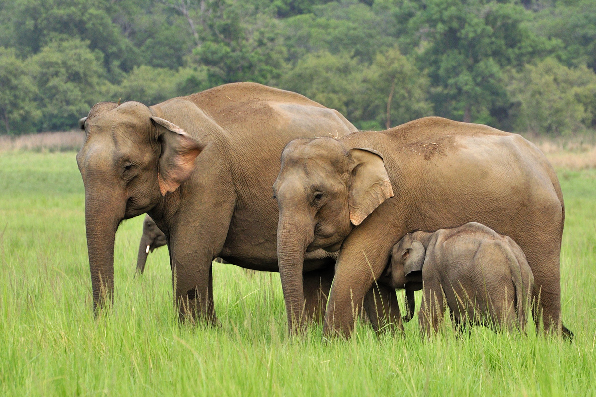 Elefantes asiáticos en la naturaleza