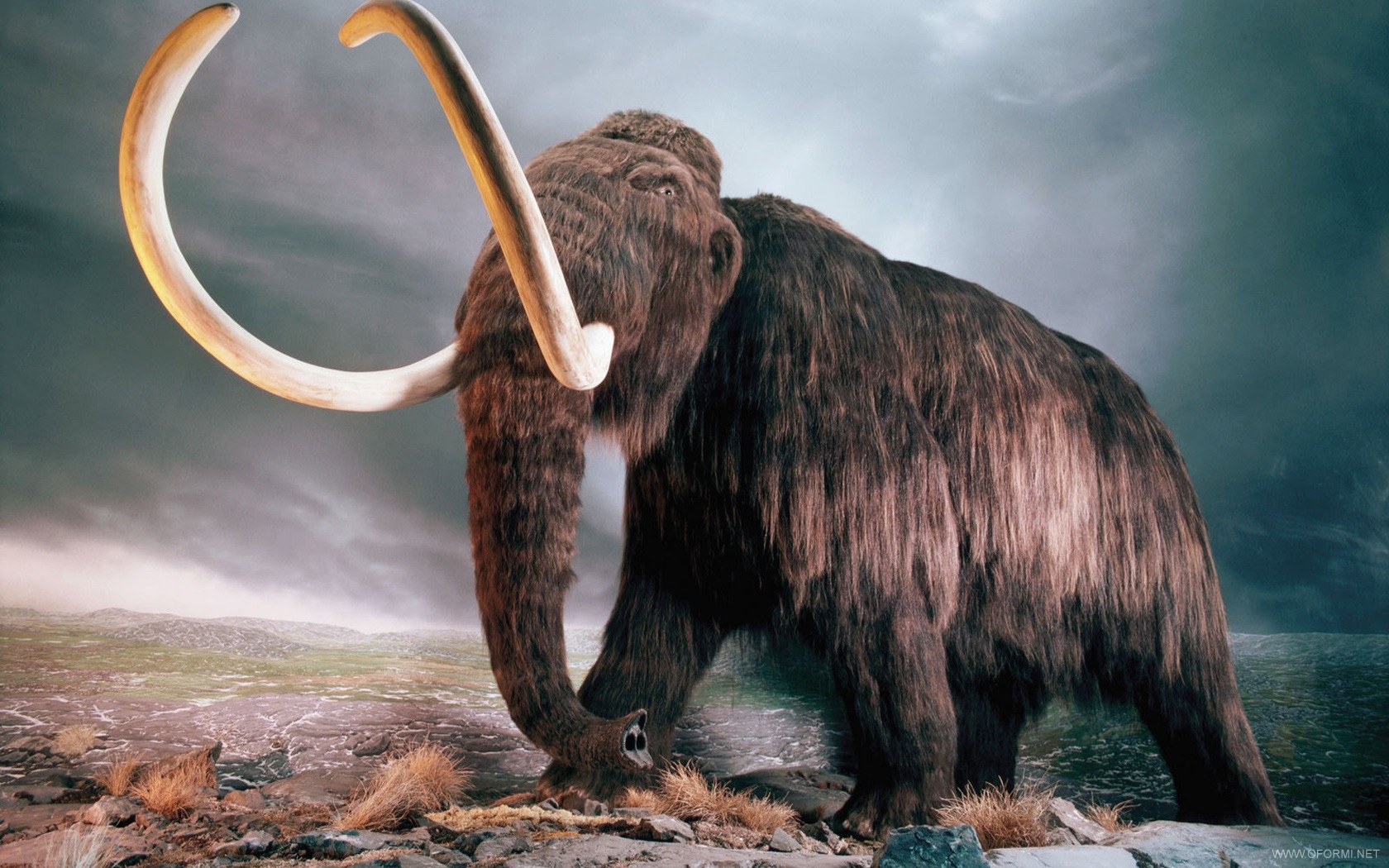 Slika mamuta
