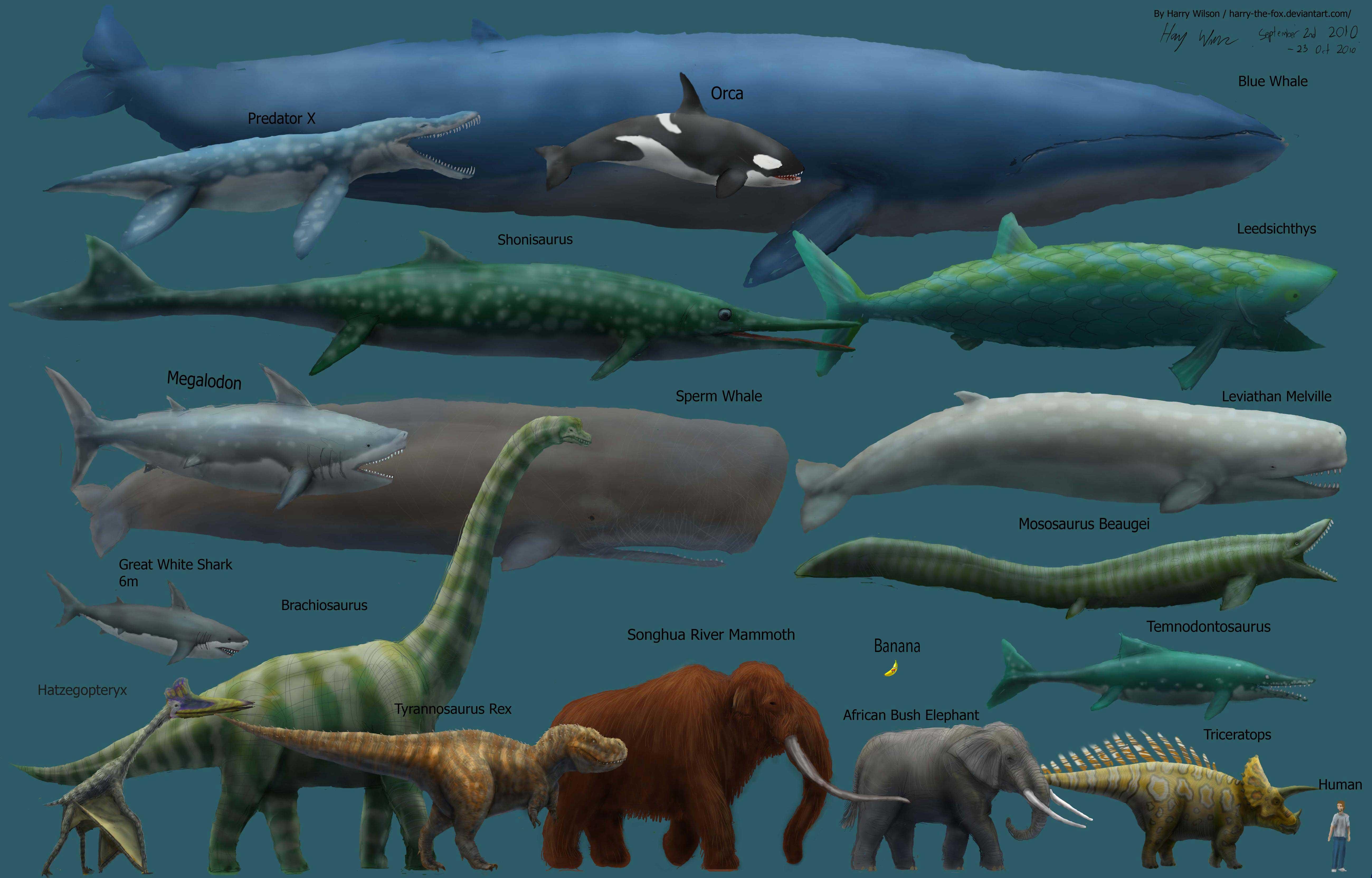 Elephant, blue whale and other large circular animals