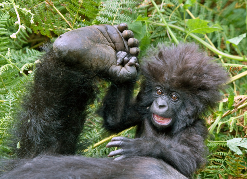 Gorila Bayi