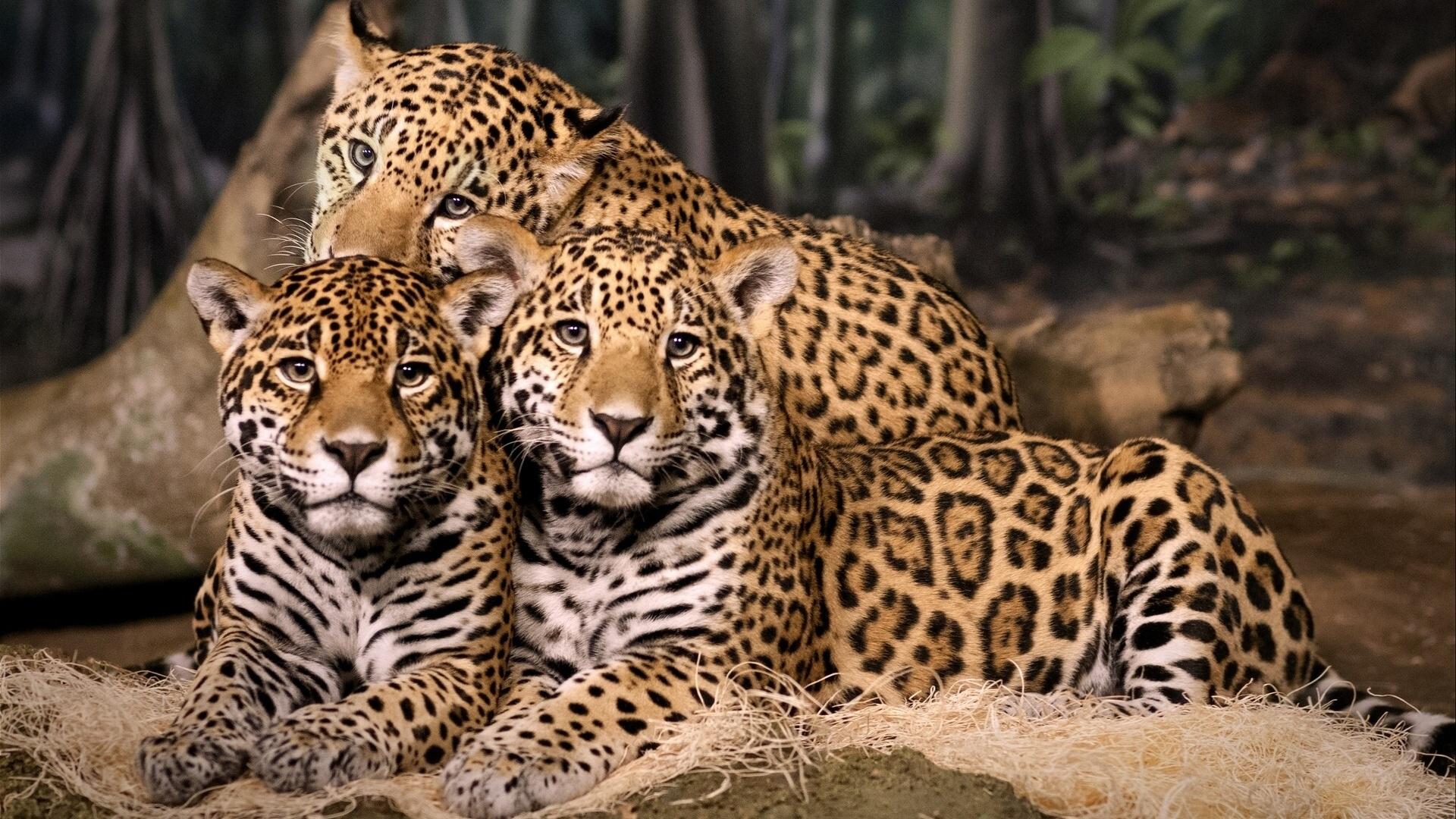 Cov duab ntawm jaguars