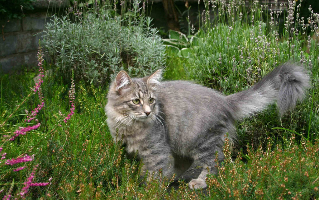 Млада сибирска мачка