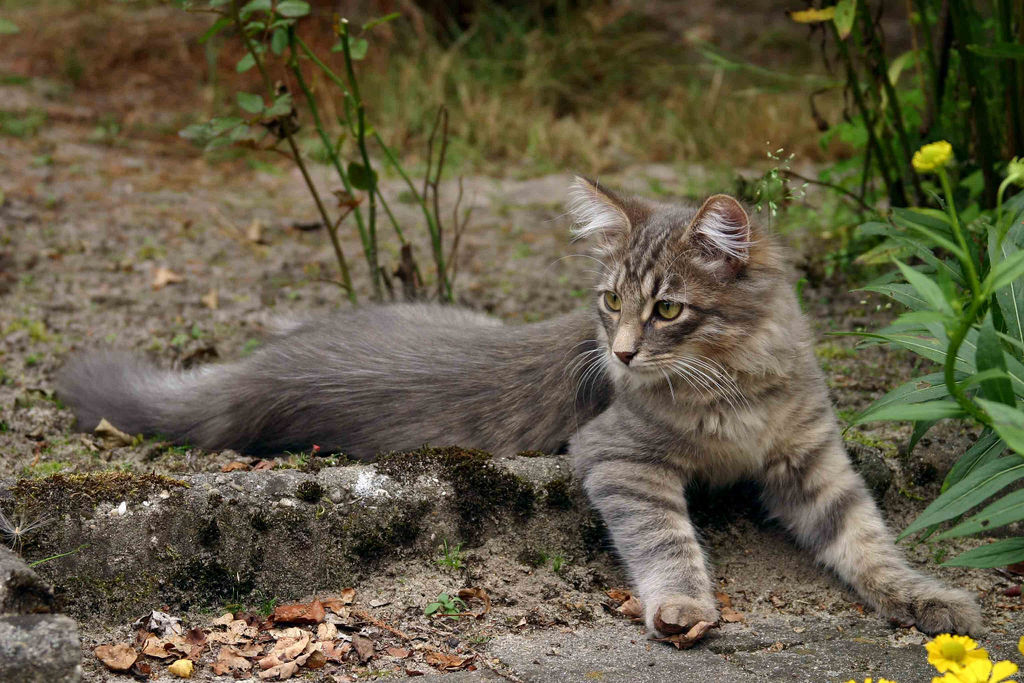 젊은 시베리아 고양이