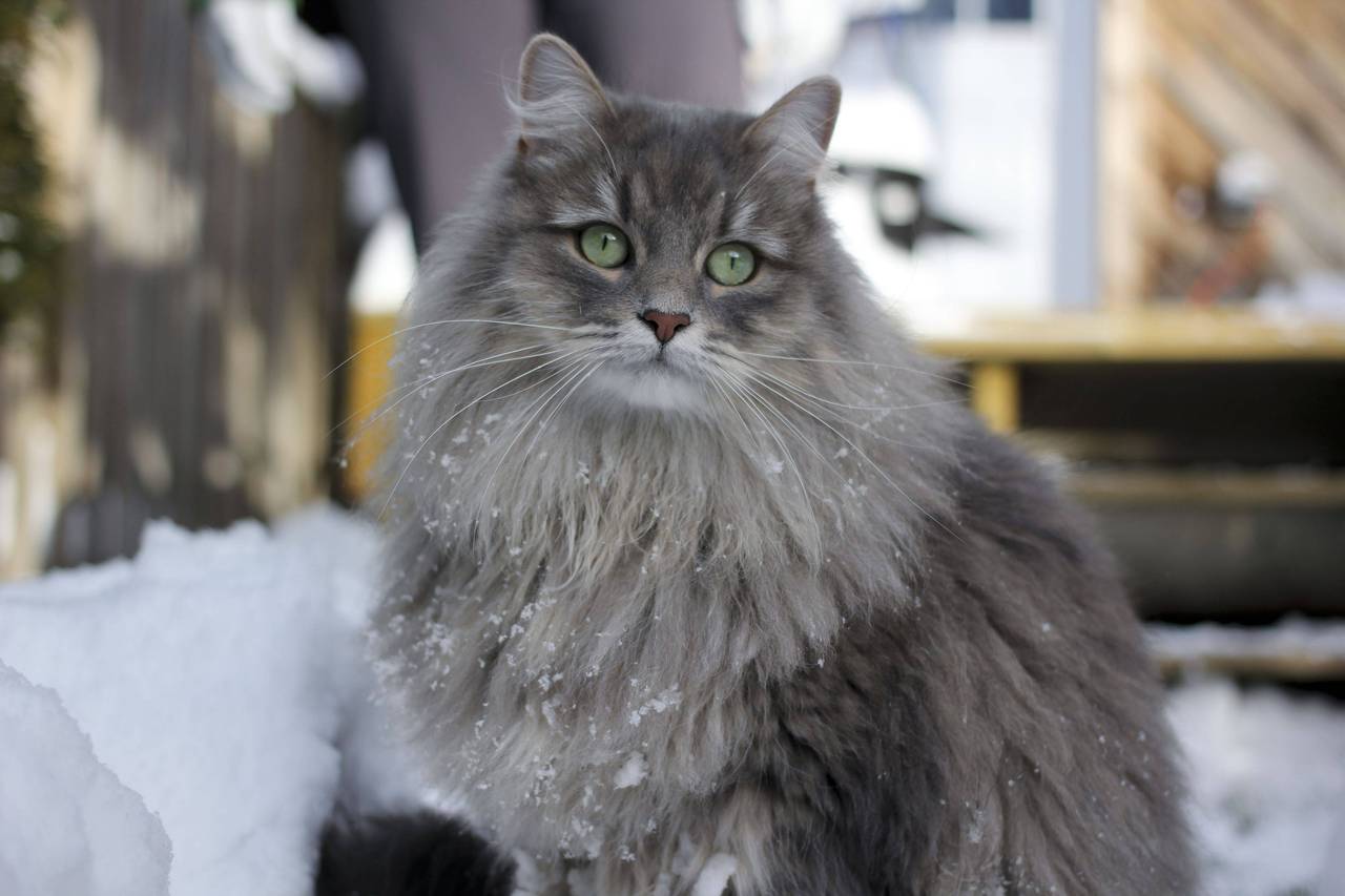 Siberia cat cat gray