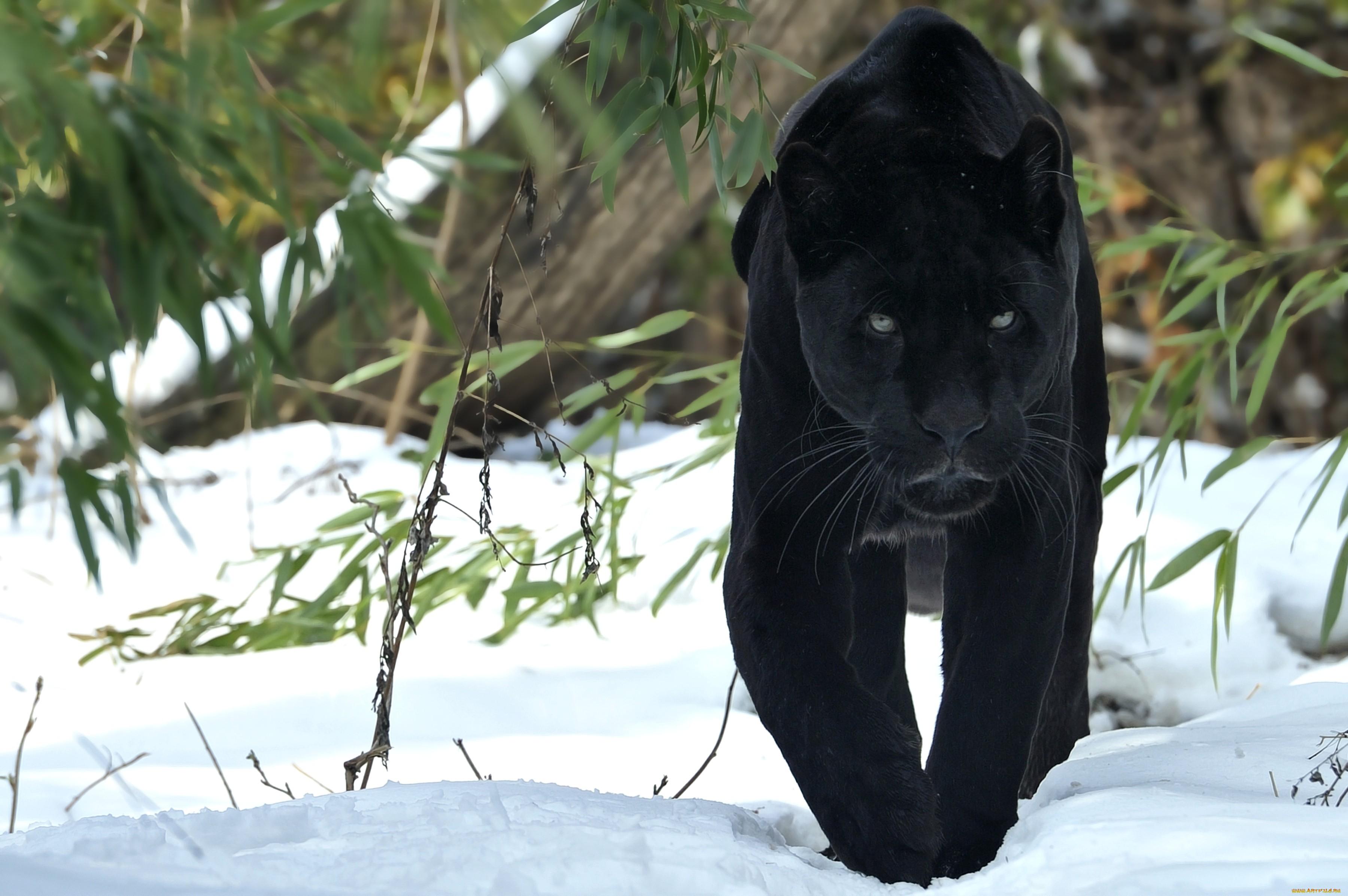 Čierny jaguár