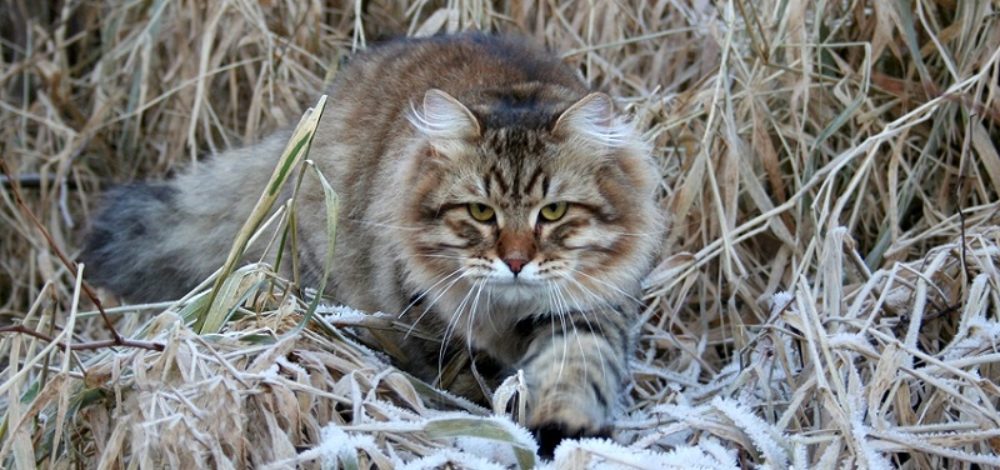 Gato siberiano en la naturaleza