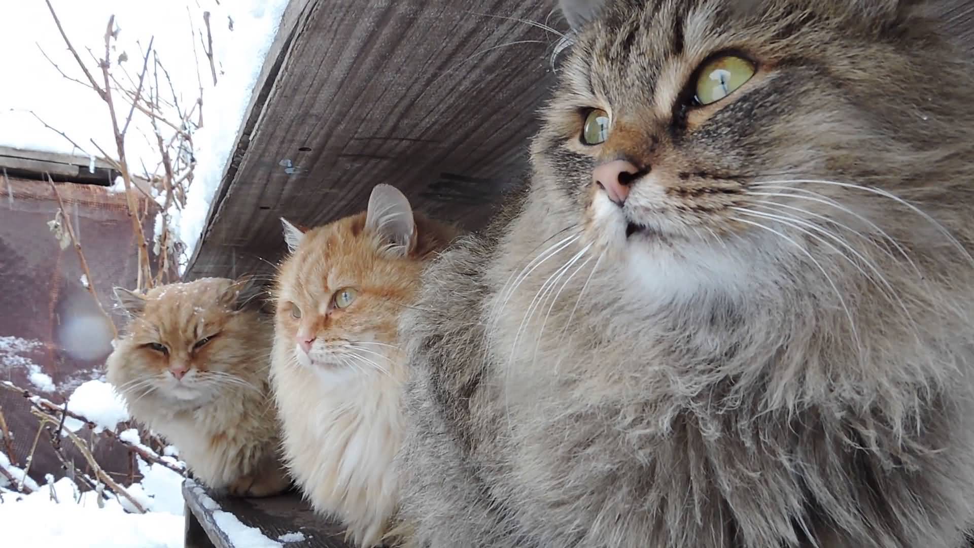 Siberian cats in the village