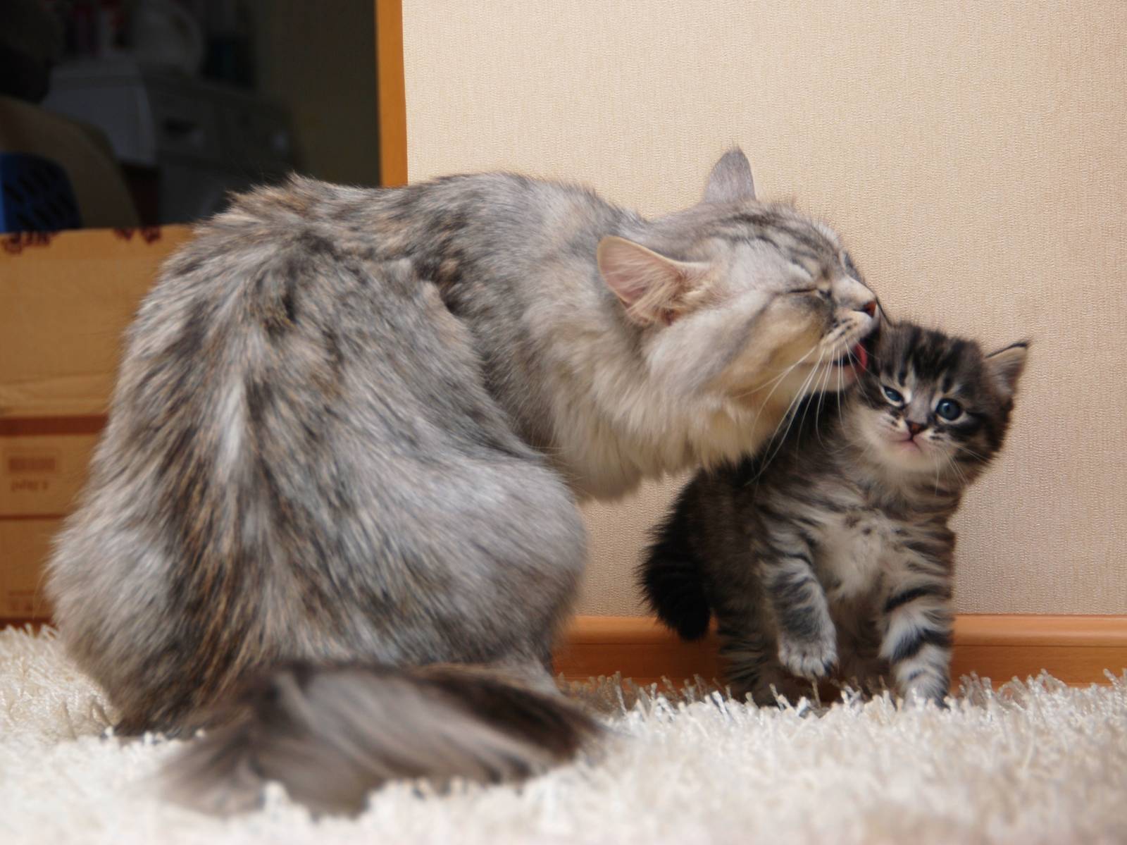 Sibirisk katt med en kattunge