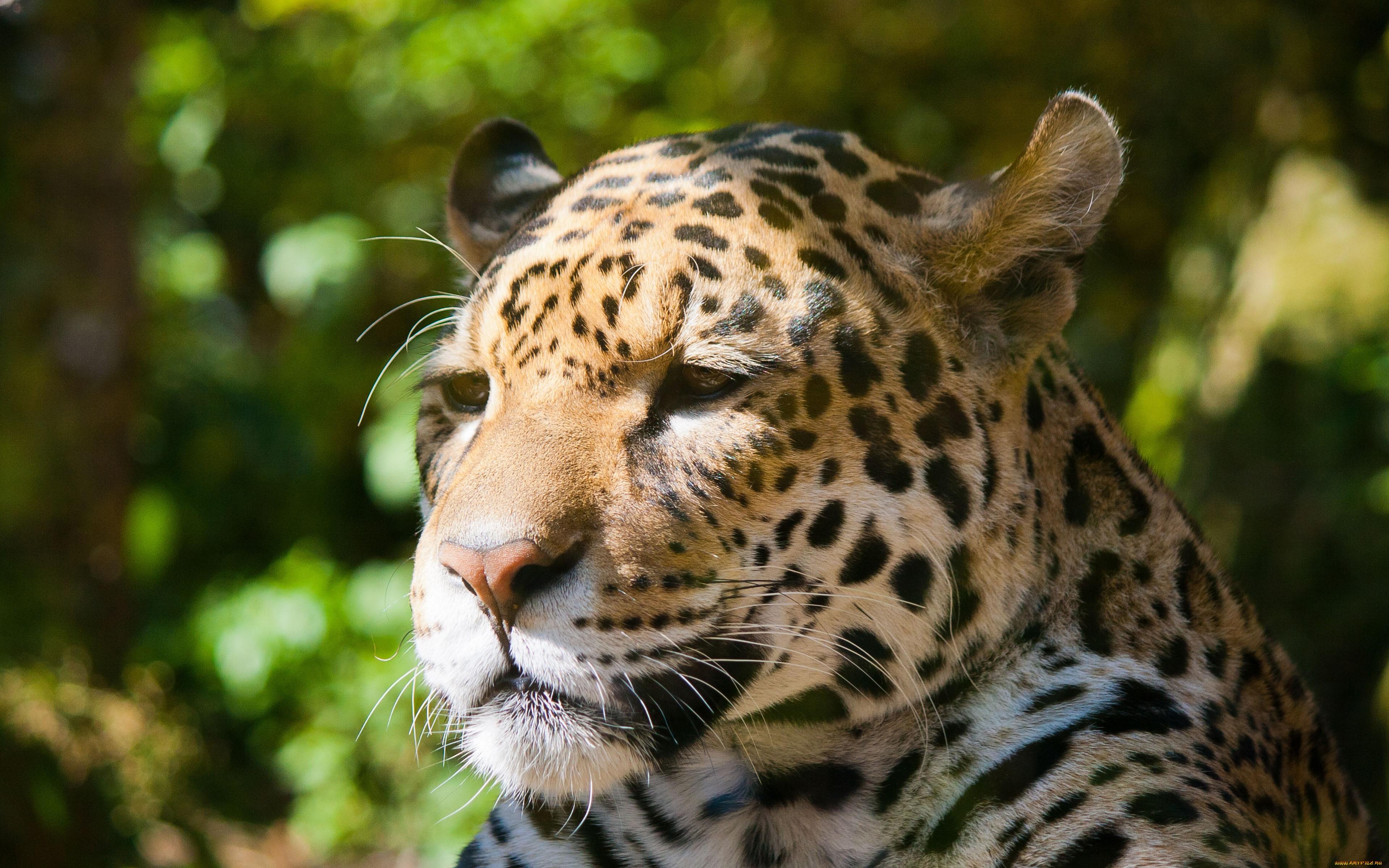 Jaguarjeva glava