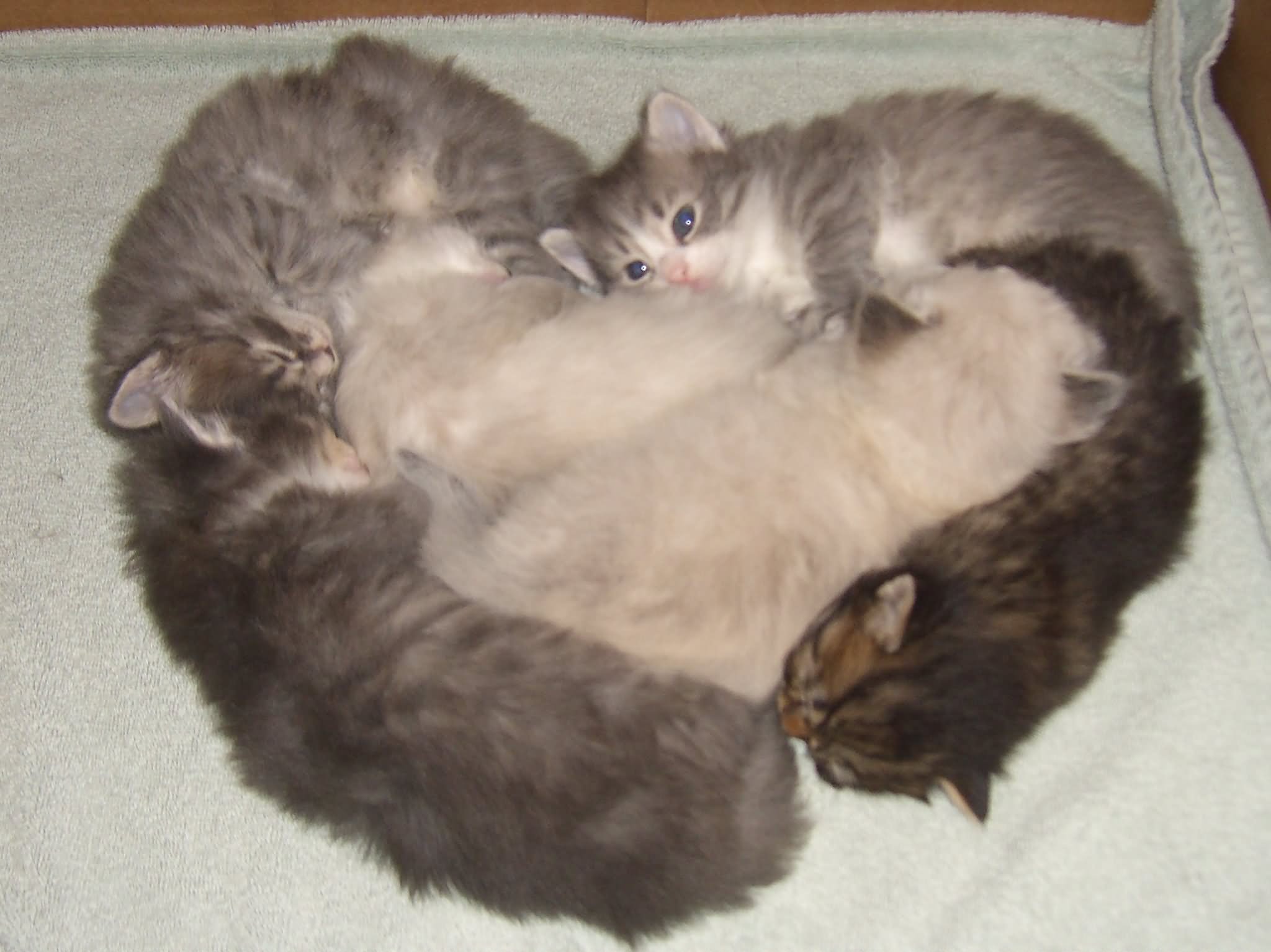 Gato siberiano con gatitos
