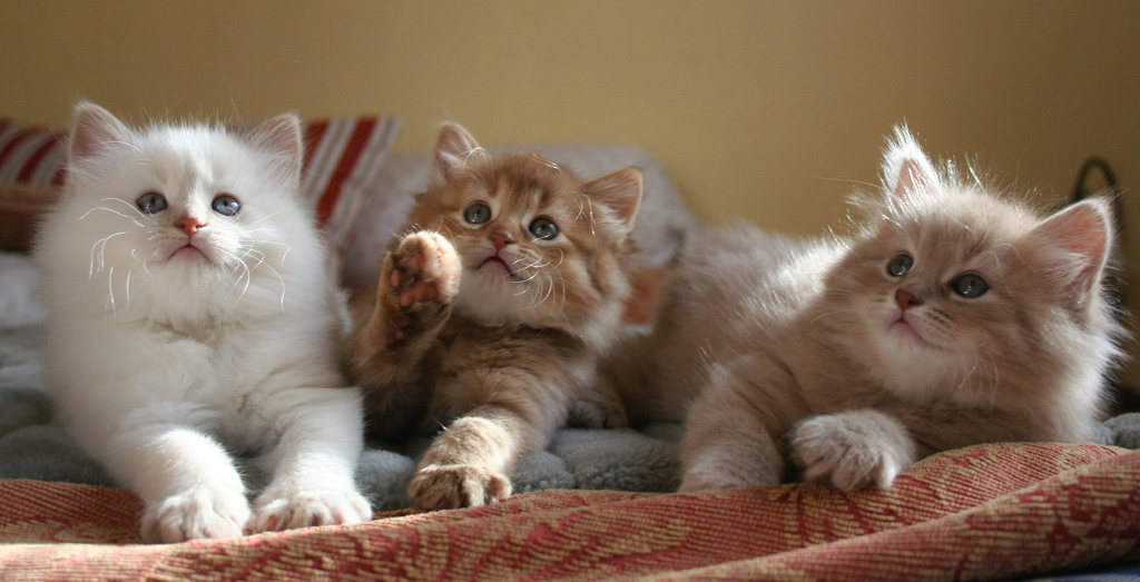 Siberische kittens: foto