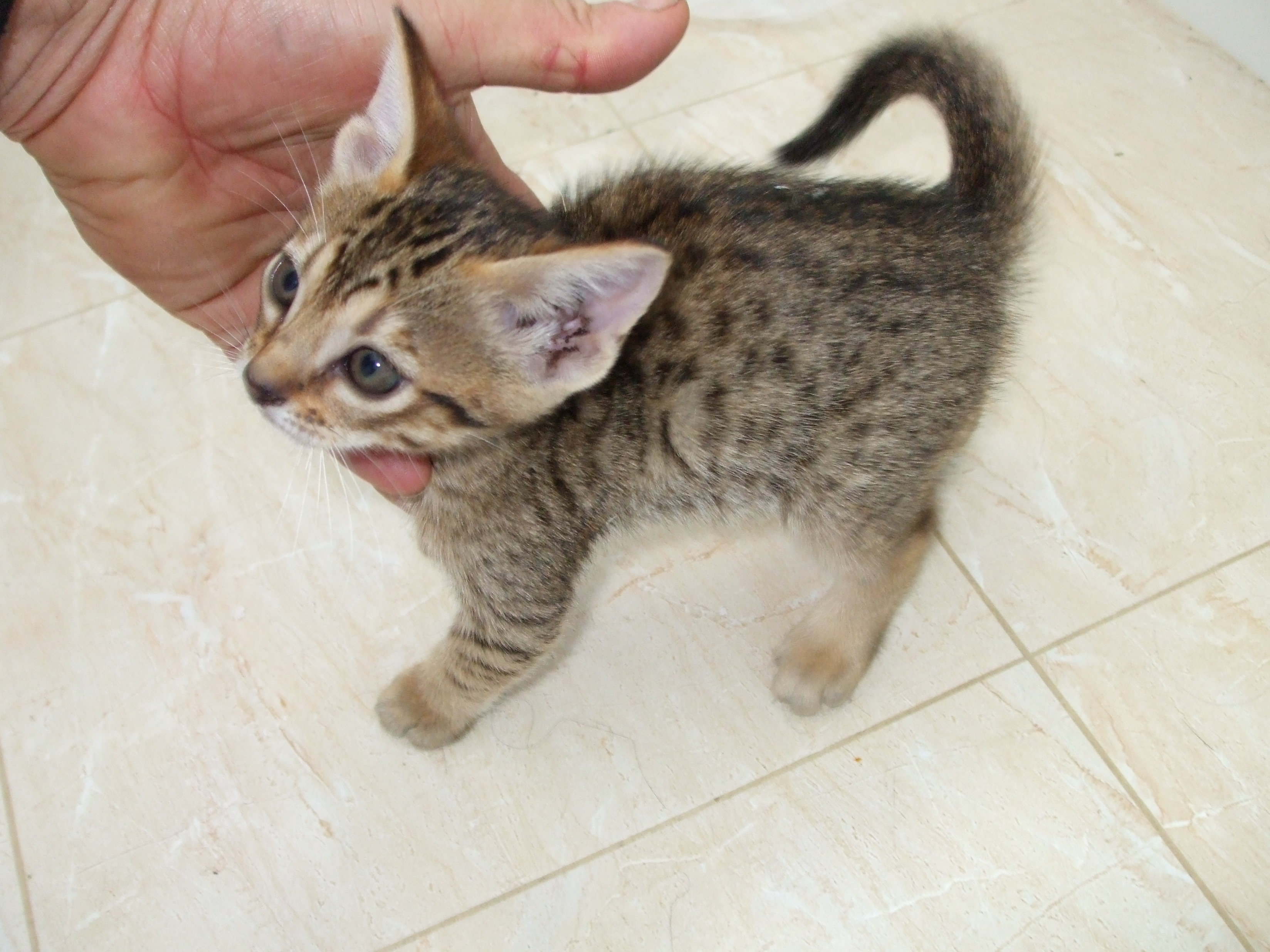 Литтл-котёнок Ocicat