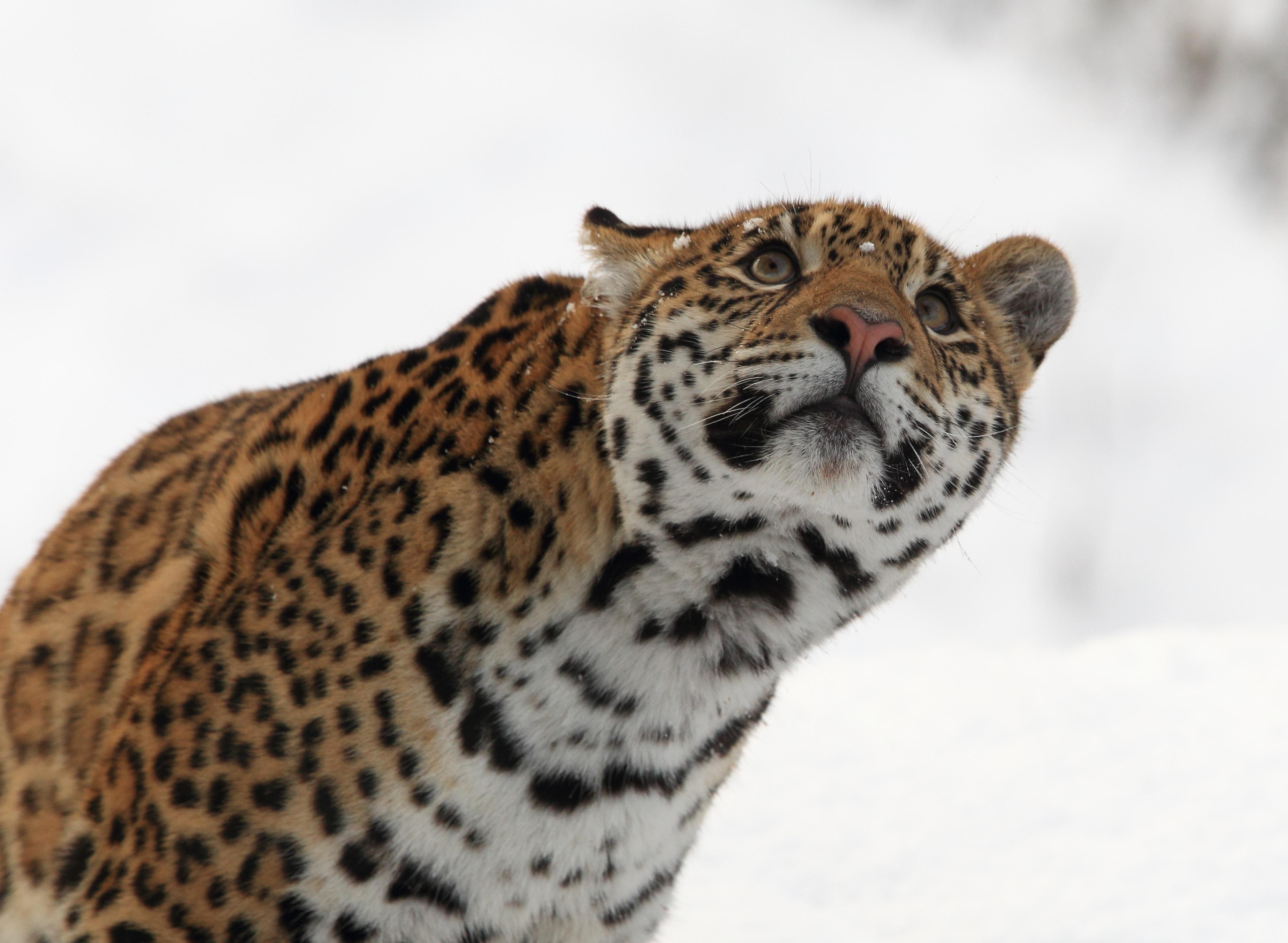 Jaguar Fotoğrafları