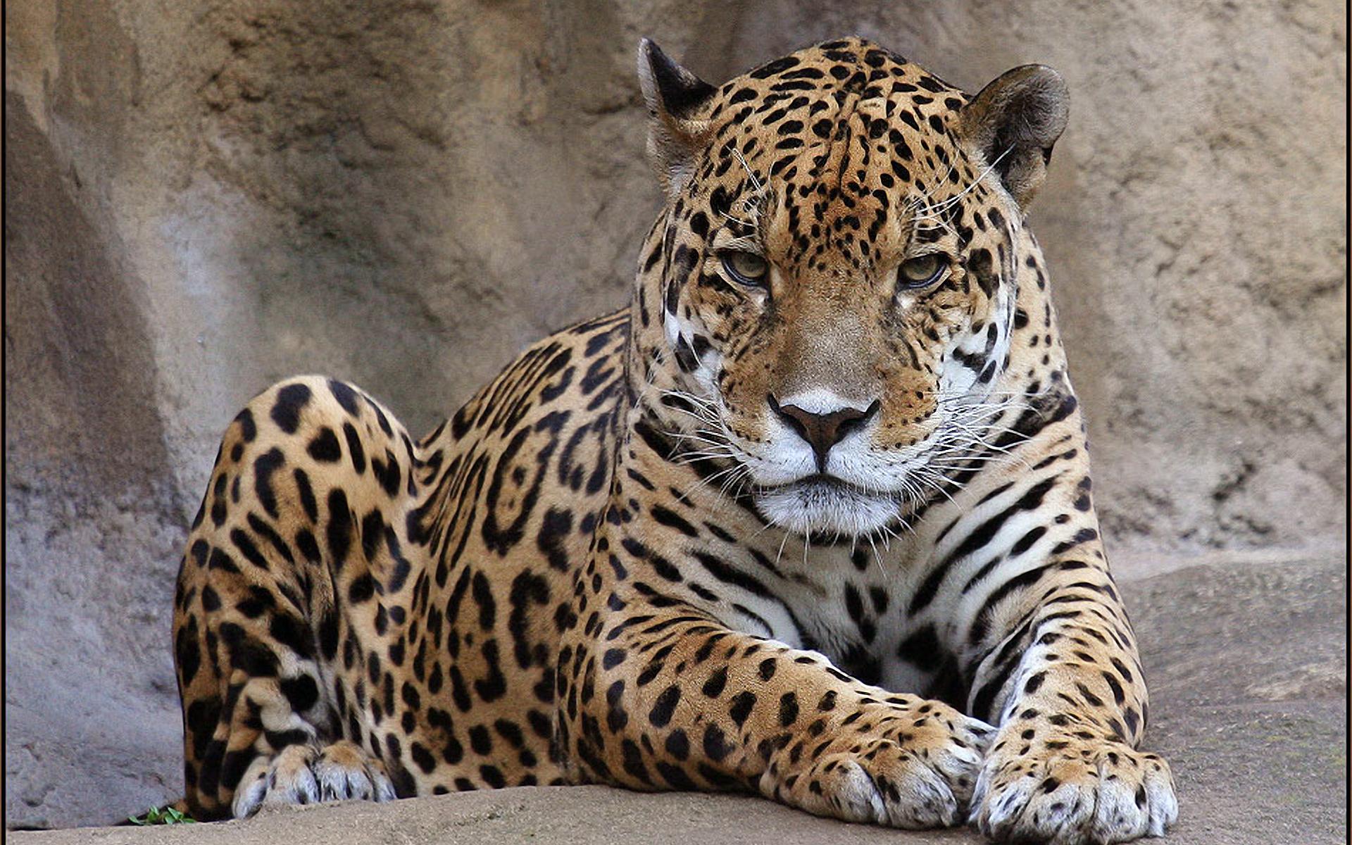 Jaguar hè di ripusizione