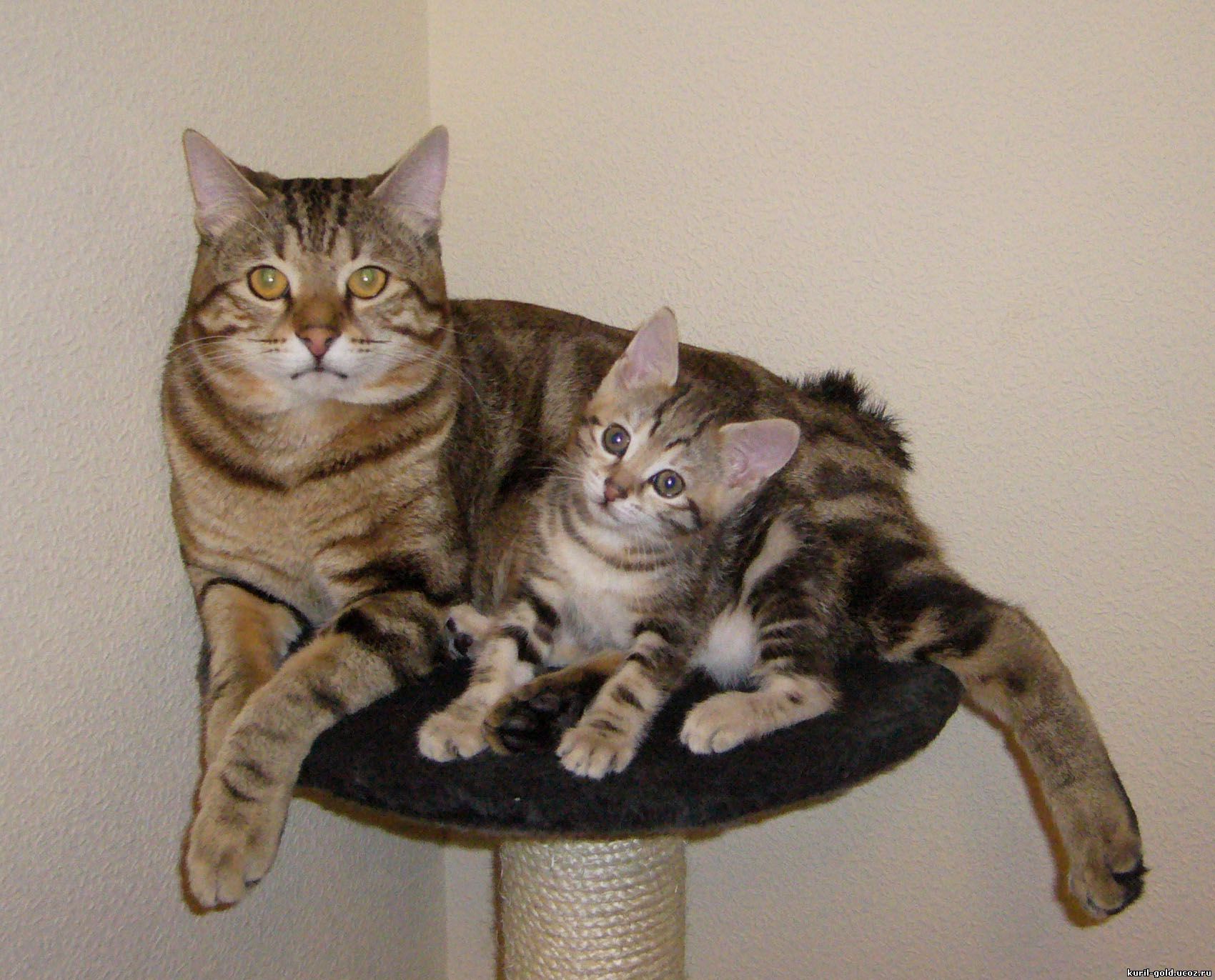 Kuril bobtail: foto e një mace me një kotele