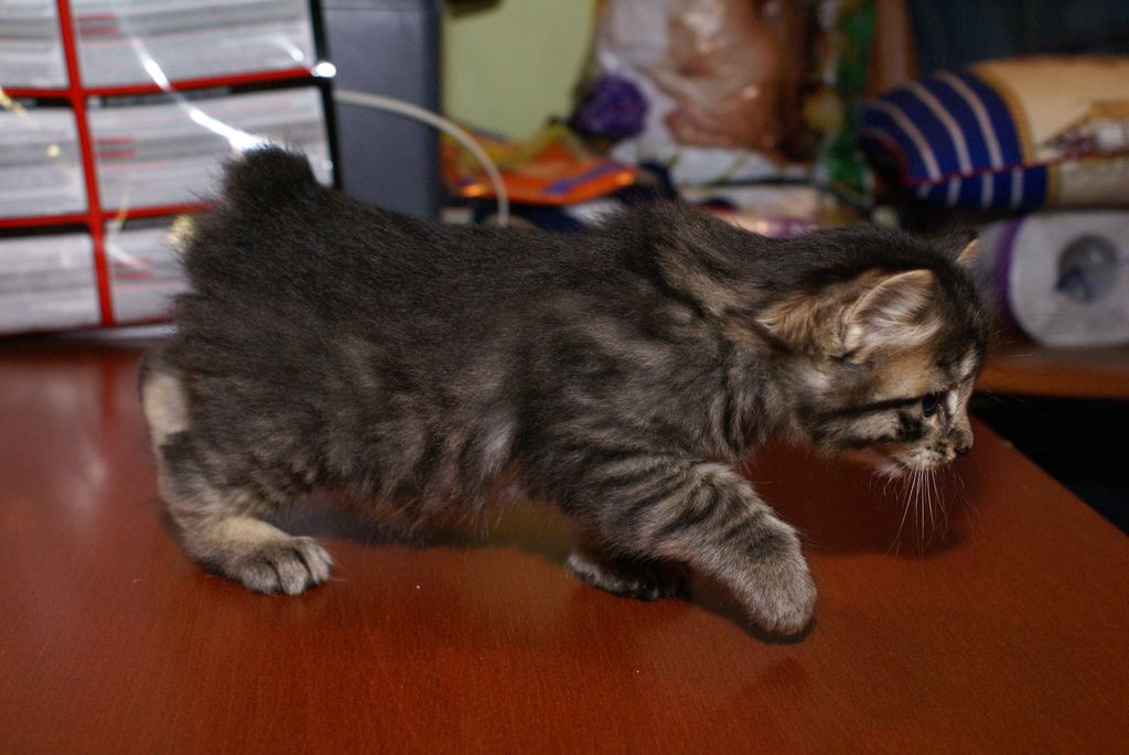 Mali Kuril Bobtail Kitten