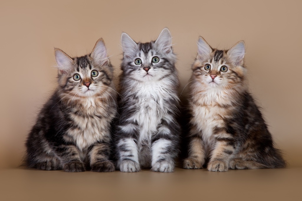 Kittens Курил бобтейл