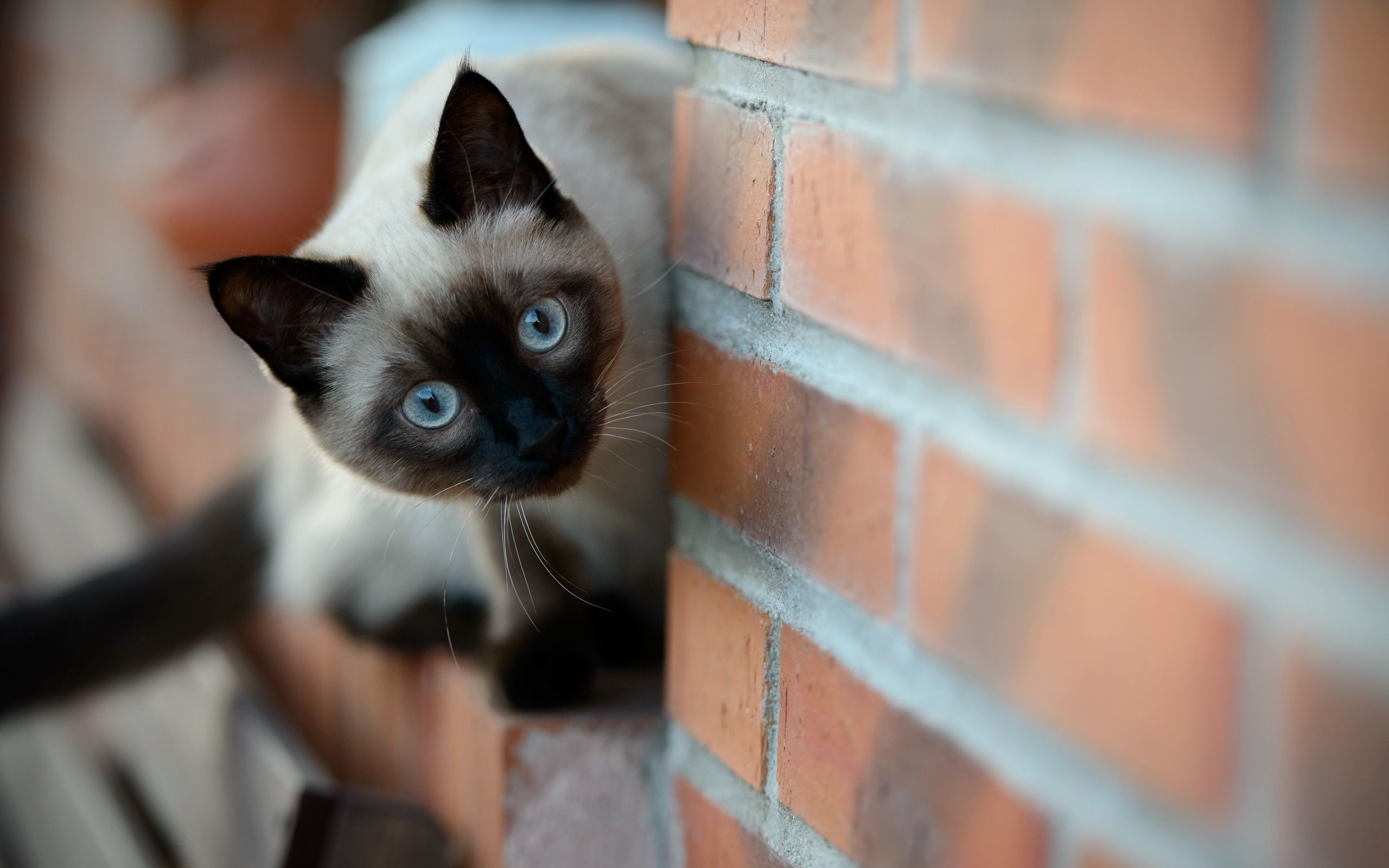 Siamese კატა ფანჯარაში