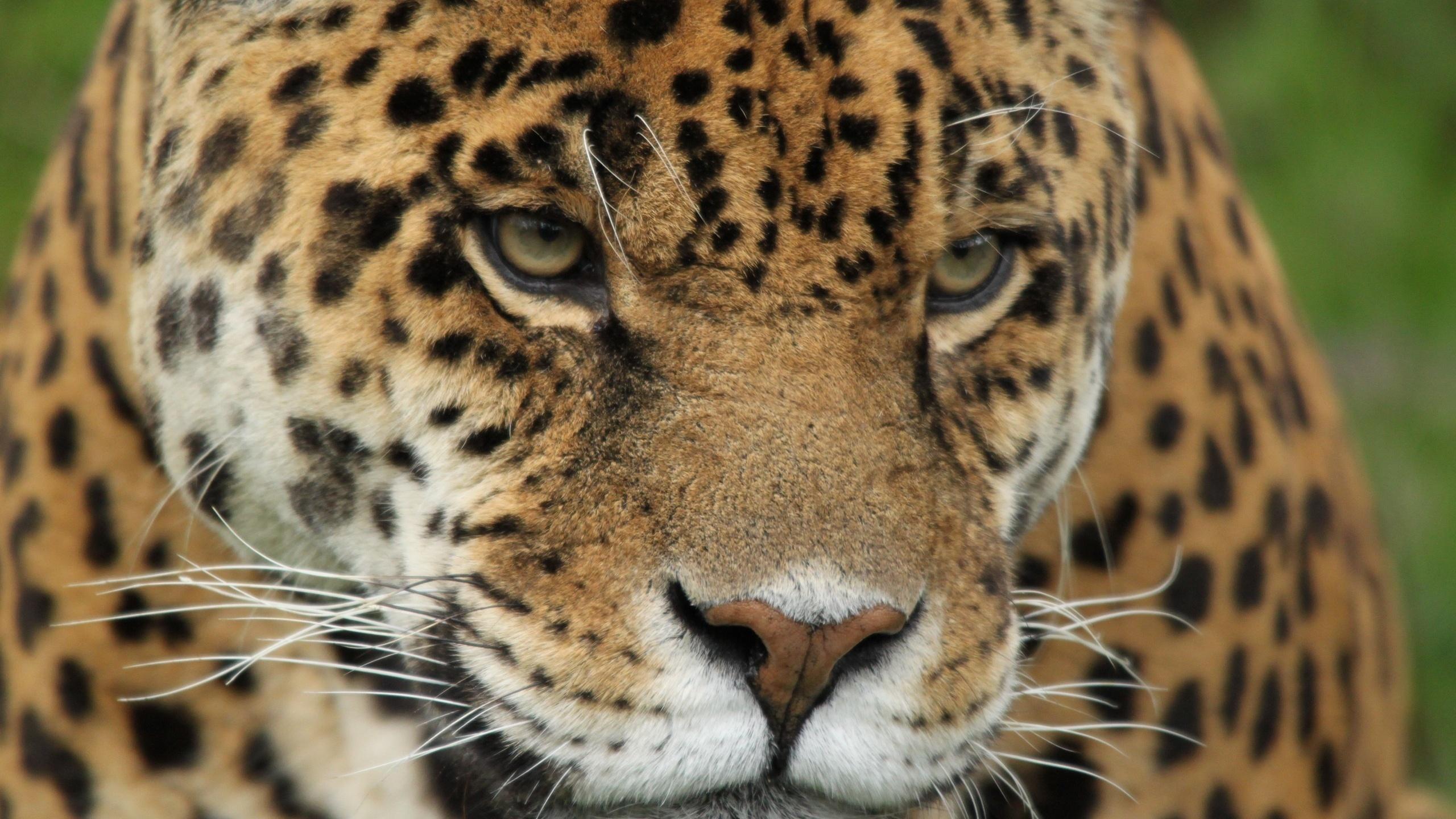 Olhar Jaguar