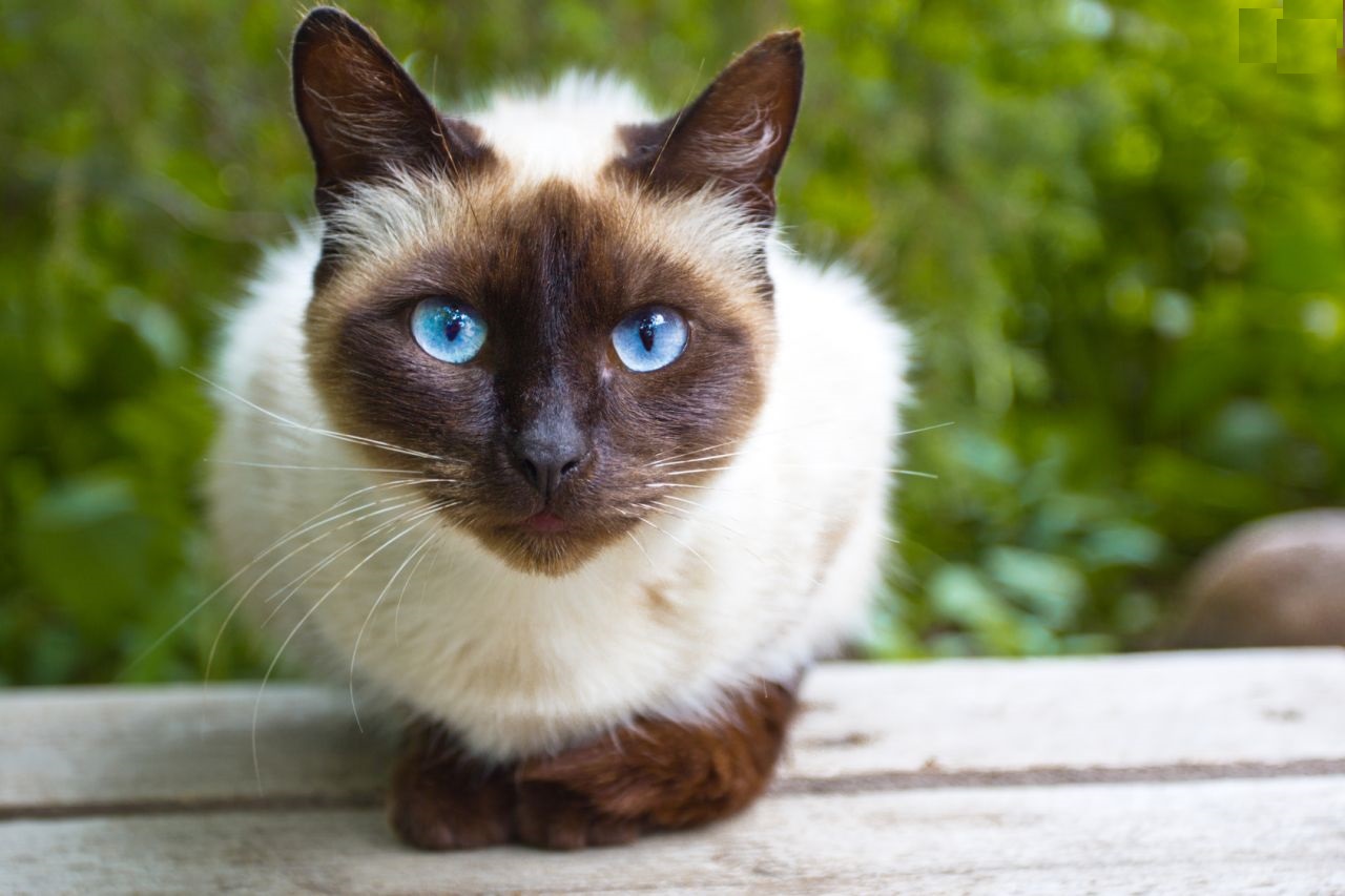 Siamese Cat ნახვა