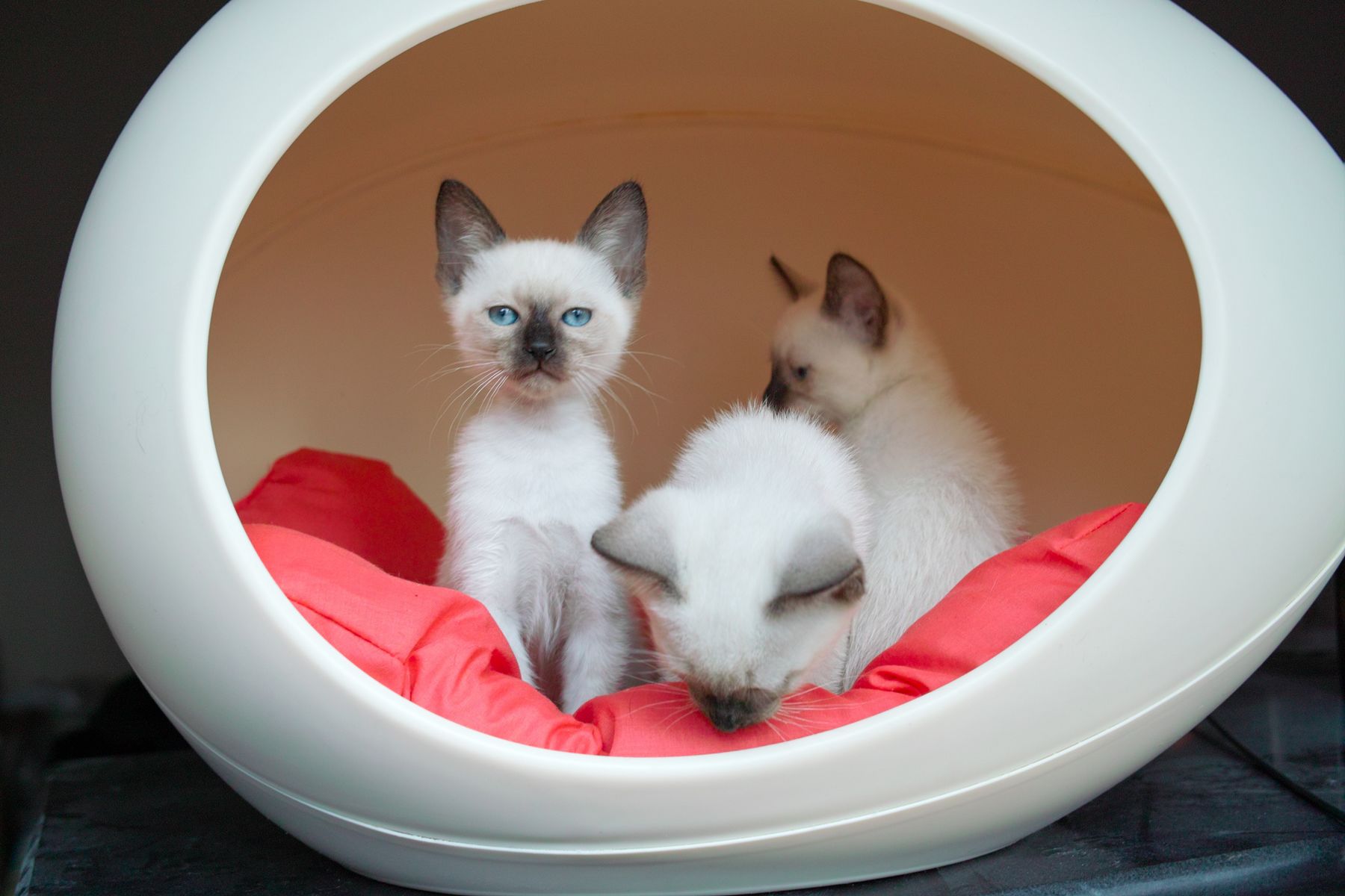 Siamese kittens in het huis
