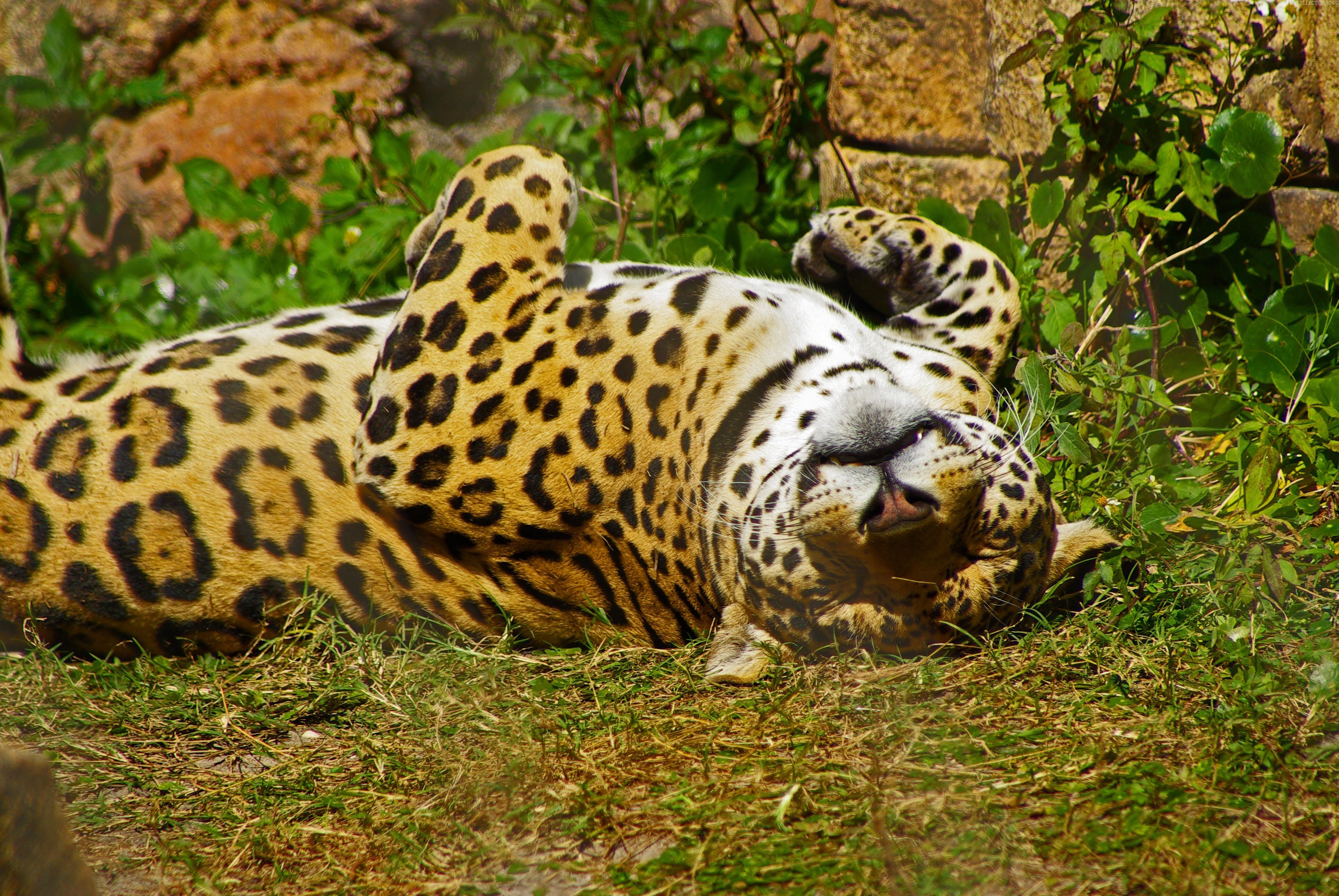 Jaguar esta descansando
