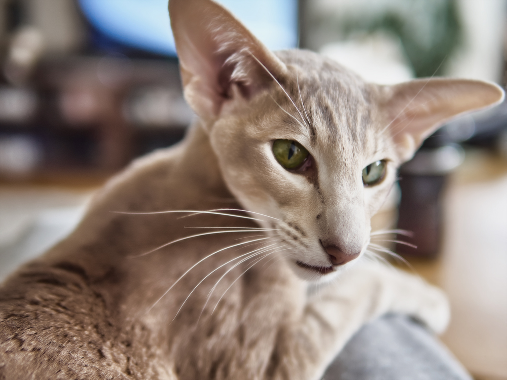 Orijentalna mačka krem ​​boje