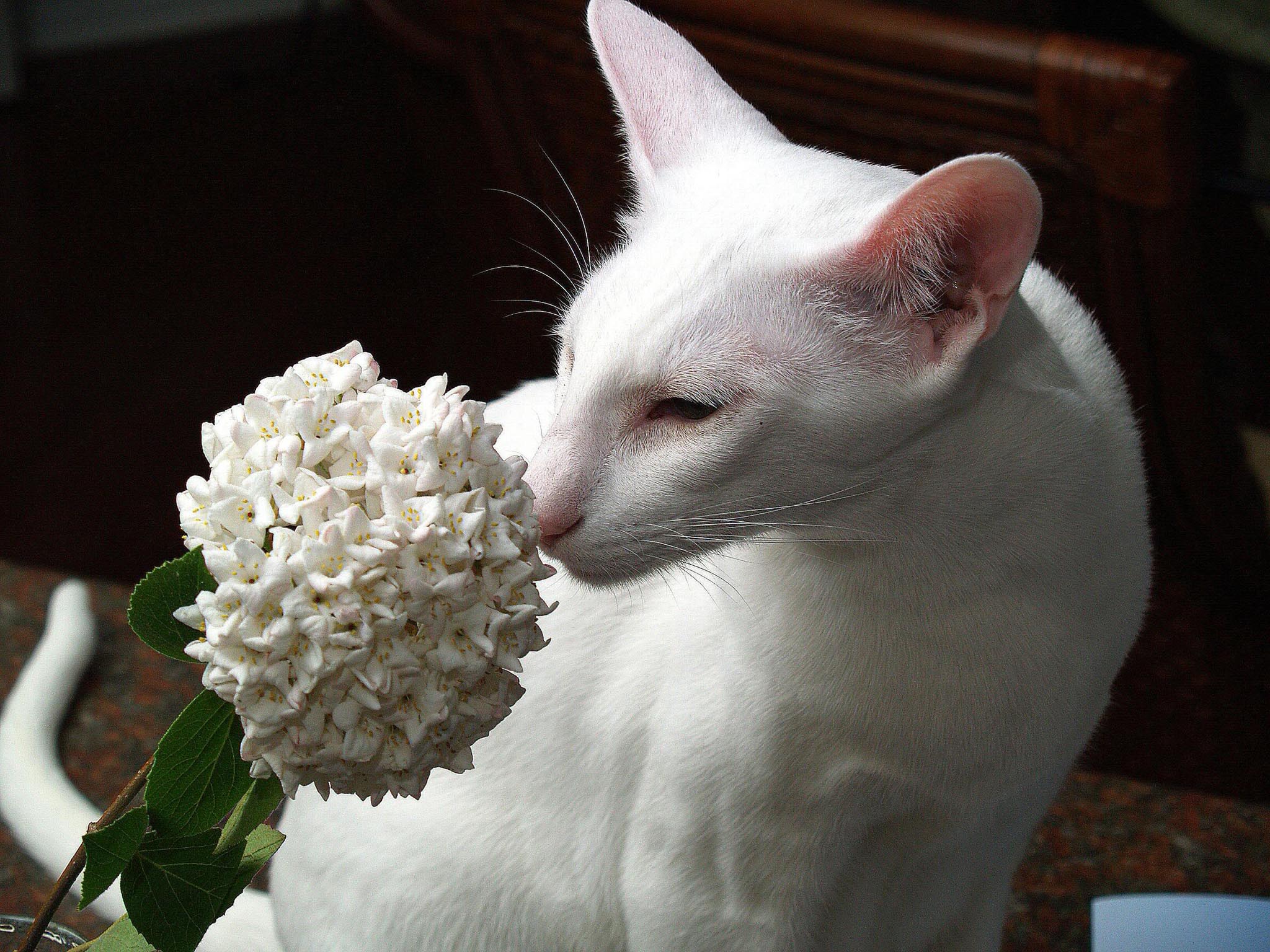 Oriental vit katt