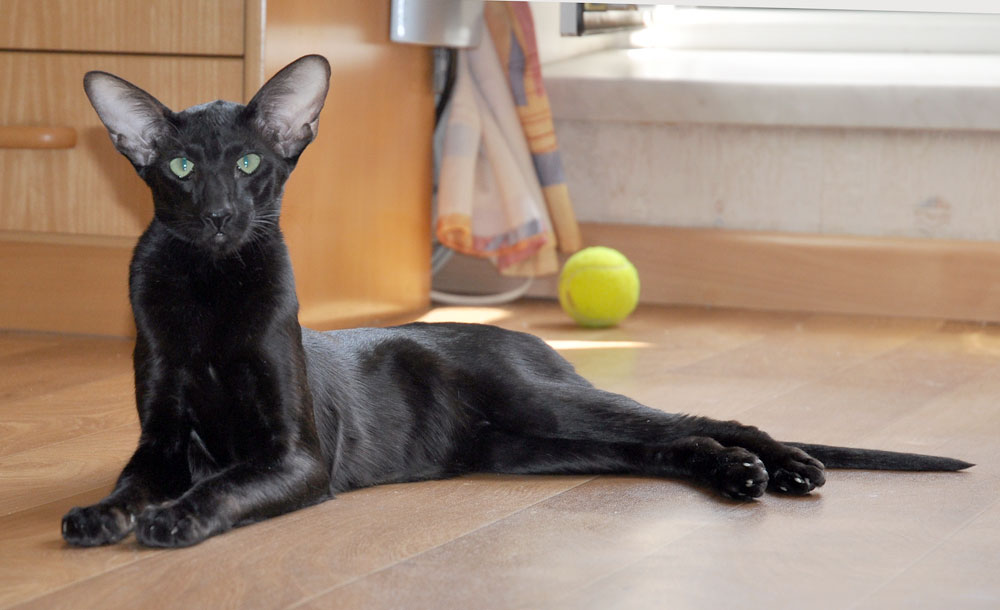 Оријентална црна мачка