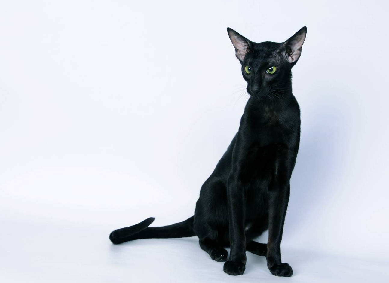 Орієнтальна кішка чорного забарвлення