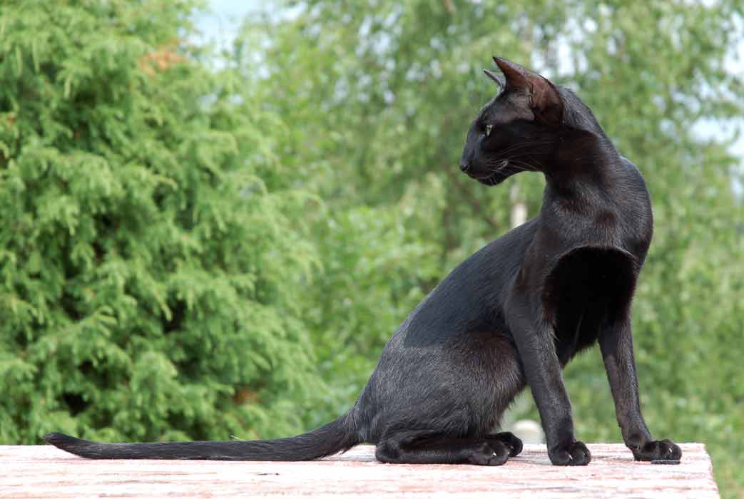 Orientalska črna mačka