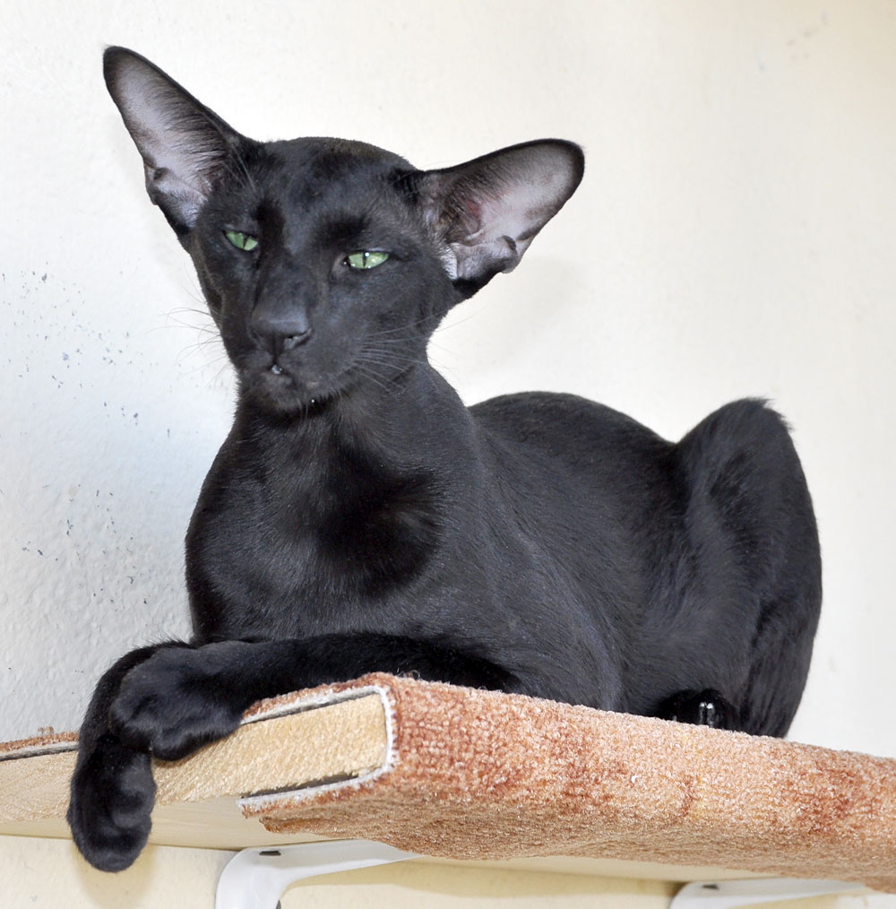 Орієнтальна кішка чорного забарвлення