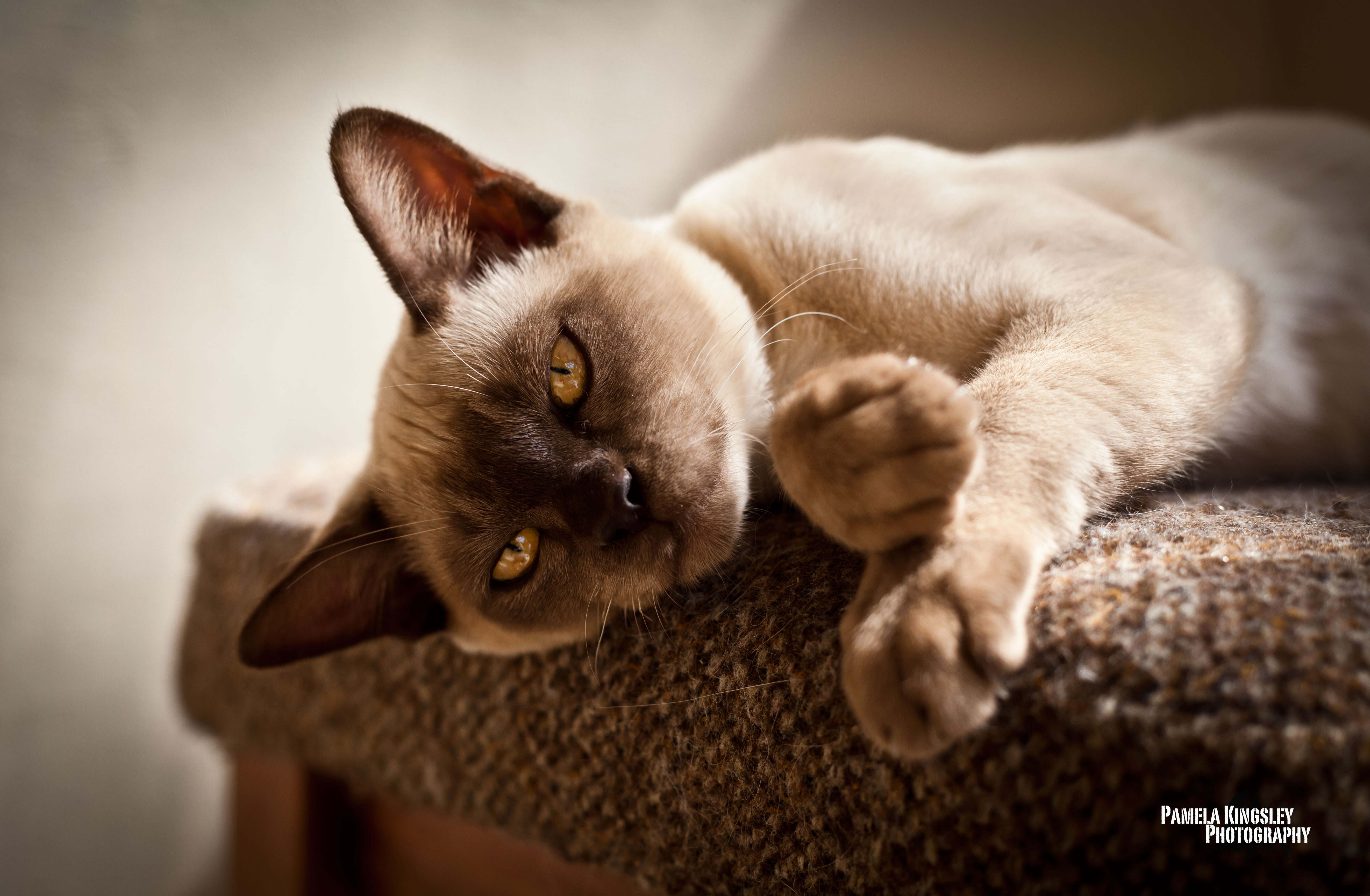 Burmese katt, bilde av Pamela Kingsley
