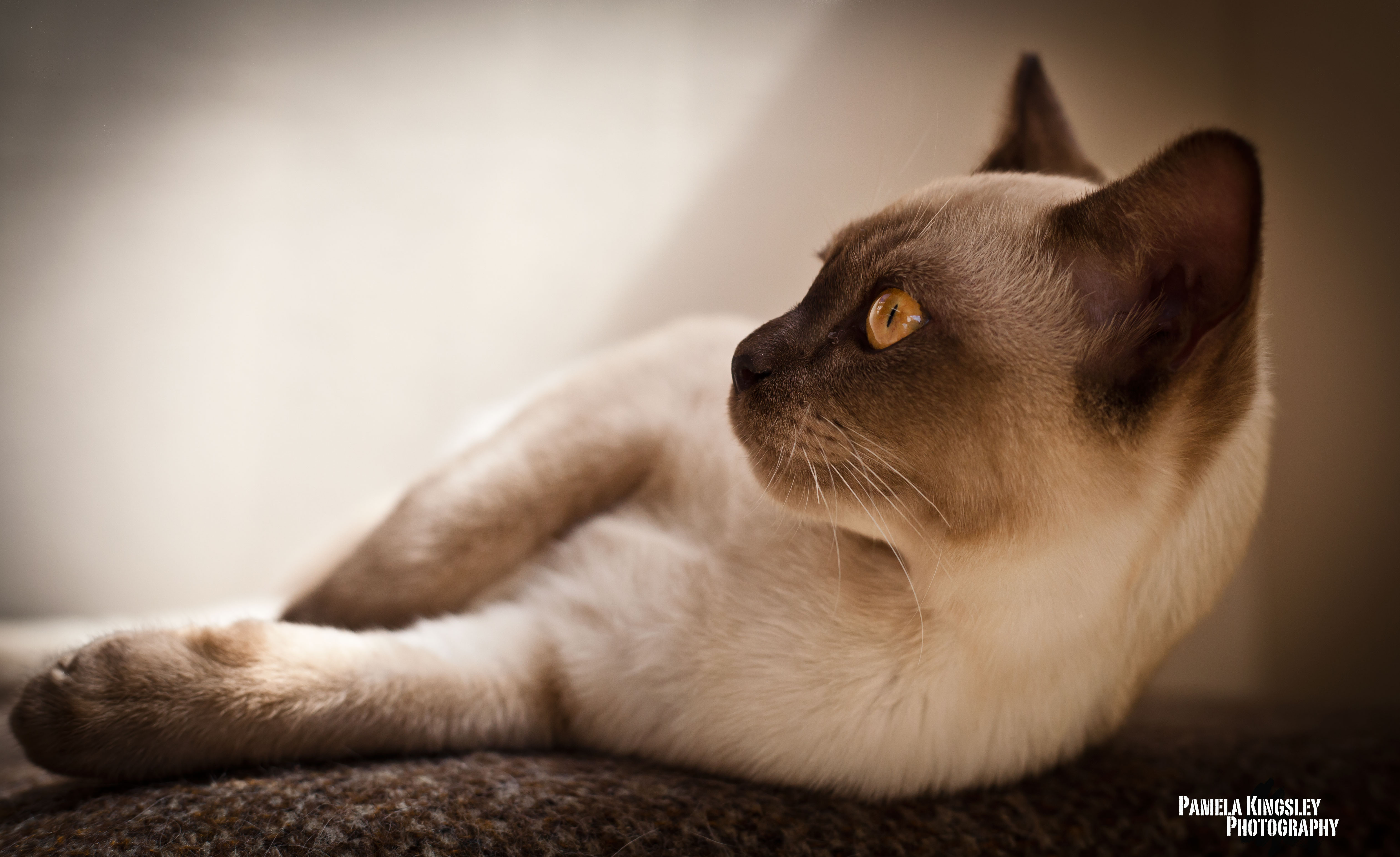 Burmese cat, photo of Pamela Kingsley