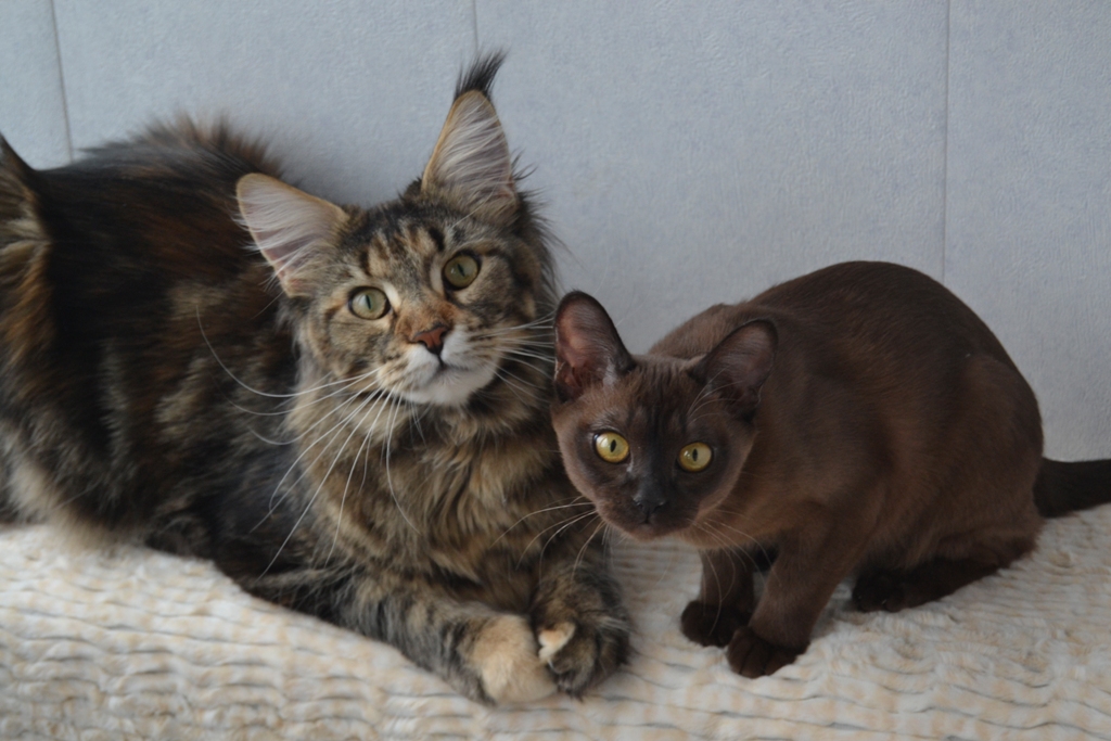 Maine Coon and Burmese Cat